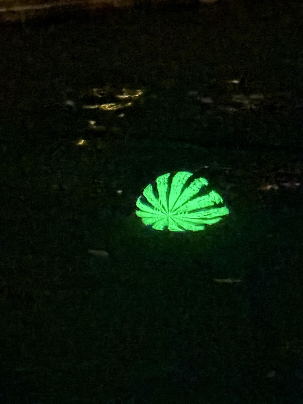 Watermelon Ball Lit - Glow in The Dark Pool Toy for Kids Ages 8-12, Teens, Adults - 9 Inch Swimming Pool Game for Family Fun customer photo 1