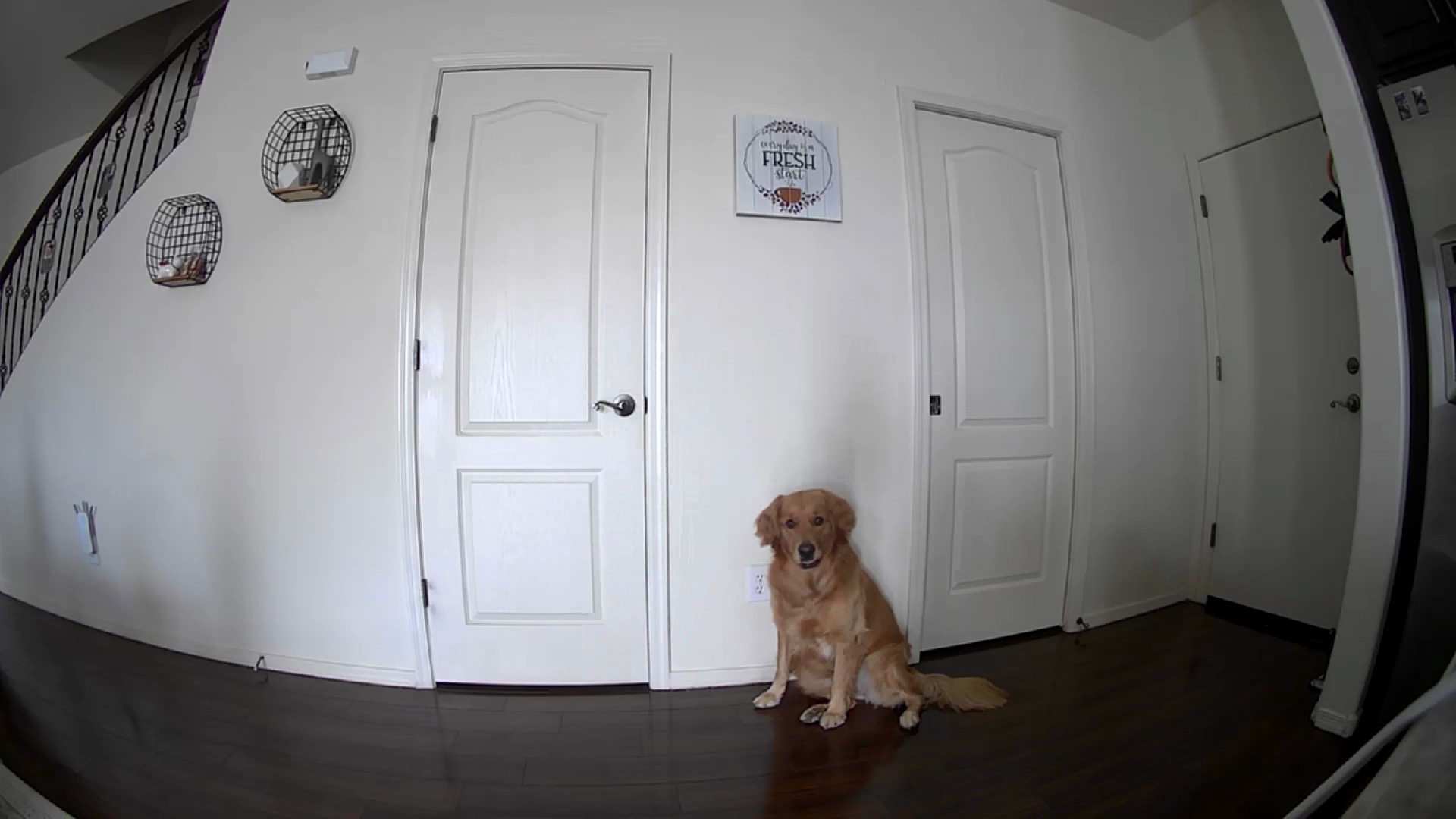 Petcube Bites 2 Lite - WiFi Pet Camera with Treat Dispenser & App customer photo 2