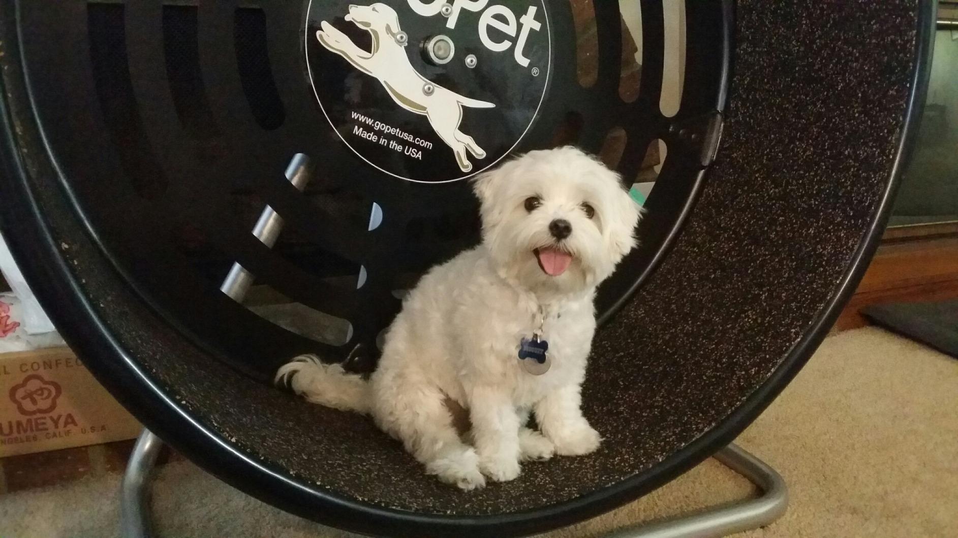 GoPet Treadwheel for Small Dogs customer photo 1