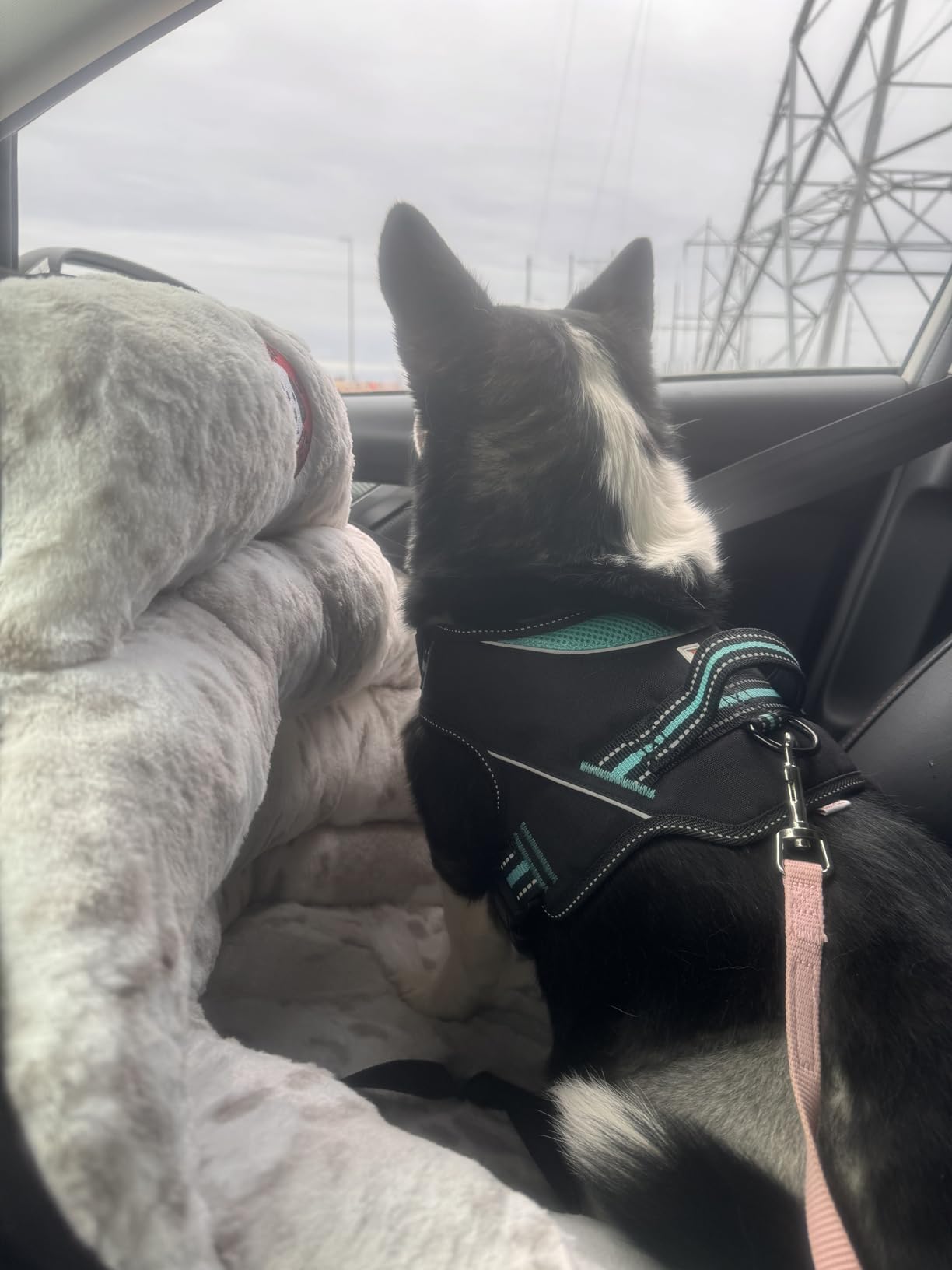 Dog Car Seats for Small and Medium Dogs | Travel Booster Pet Seat | Crash-Tested Dog Bed for Cars | Compatible with Seat Belt Harness | Ideal for Dogs Up to 30lbs (Leopard with Black Trim) customer photo 1