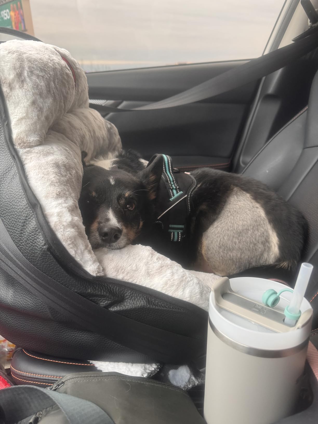 Dog Car Seats for Small and Medium Dogs | Travel Booster Pet Seat | Crash-Tested Dog Bed for Cars | Compatible with Seat Belt Harness | Ideal for Dogs Up to 30lbs (Leopard with Black Trim) customer photo 2