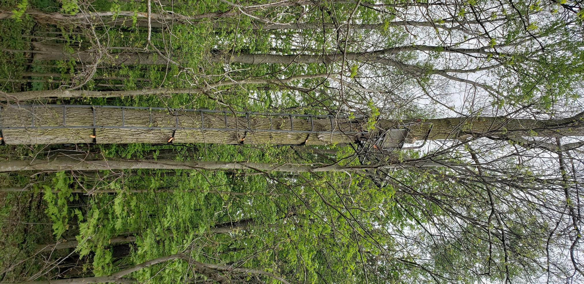 Millennium Treestands Monster Hang-on Treestand customer photo 1