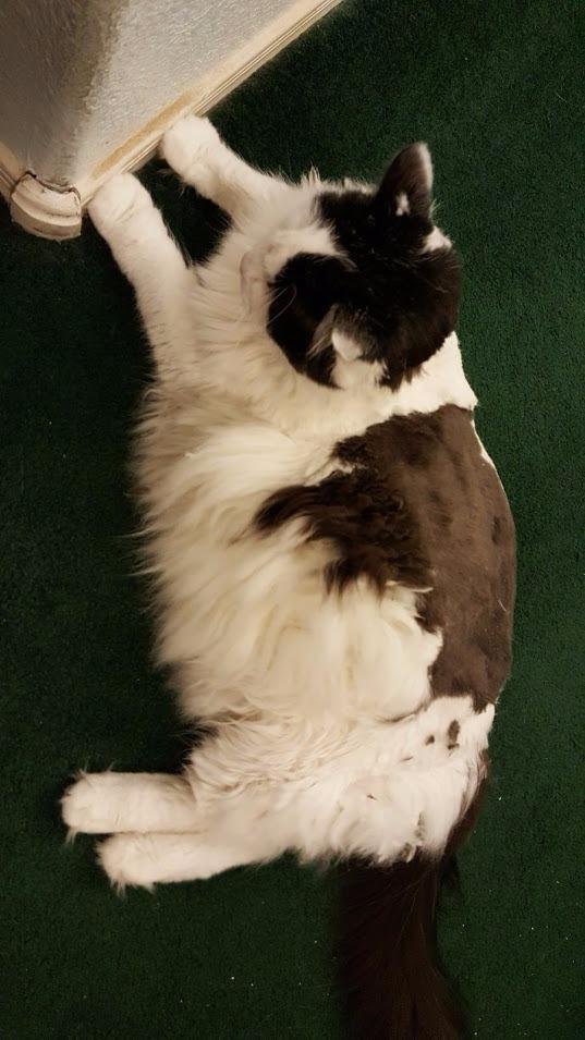 USA Lithium Ion Pro Series Cordless Animal Clippers - Rechargeable, Heavy-Duty, Electric Dog & Cat Grooming Kit for Small & Large Breeds with Thick to Heavy Coats - Model 9766 customer photo 2