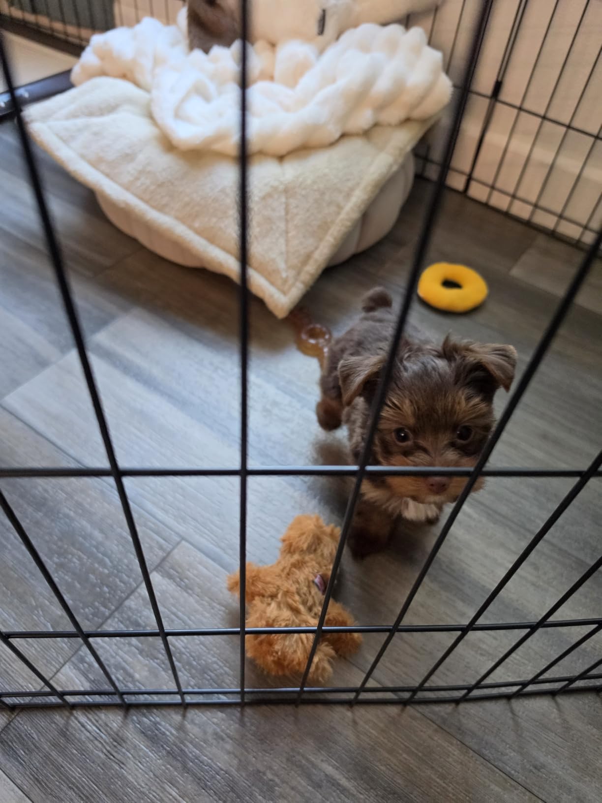 New World by MidWest Homes for Pets 30-Inch Exercise Pen, for Indoor and Outdoor use, 16 Sq Feet of Play, Folding Dog Pen, No Door Design for Maximum Security, Easy to Set Up, Foldable Pet Playpen customer photo 2