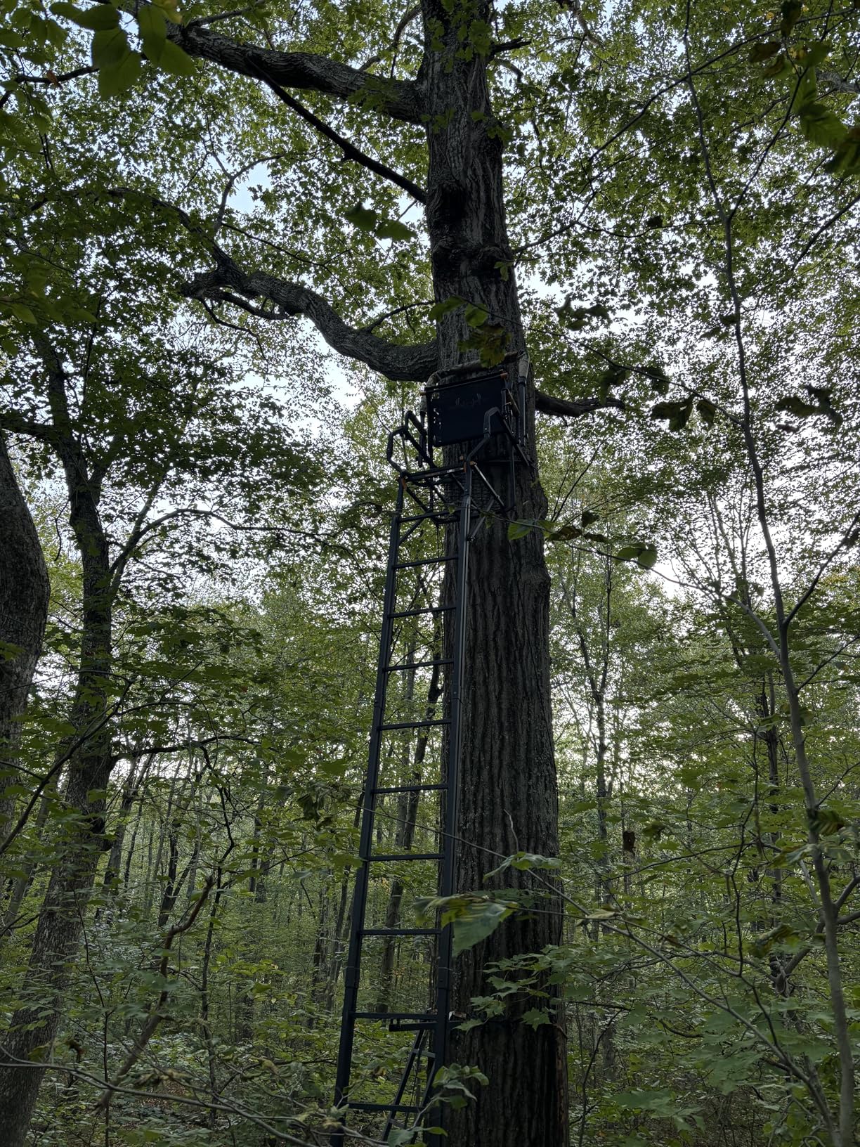 Muddy MLS1550 Skybox Deluxe 20' Tall Single Steel Ladder Tree Stand with Adjustable Padded Shooting Rail customer photo 1