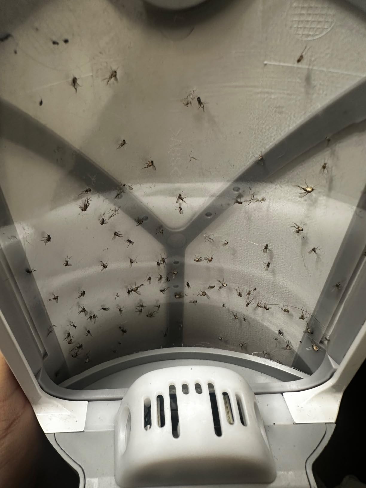 Zevo Flying Insect Trap - Plug-in Indoor Fly Trap and Bug Light Trap Refill with Blue and UV Light - No-Mess Cartridge for House Flies, Fruit Fly Trap and Gnats (1 Plug-in Base and 1 Cartridge) customer photo 1