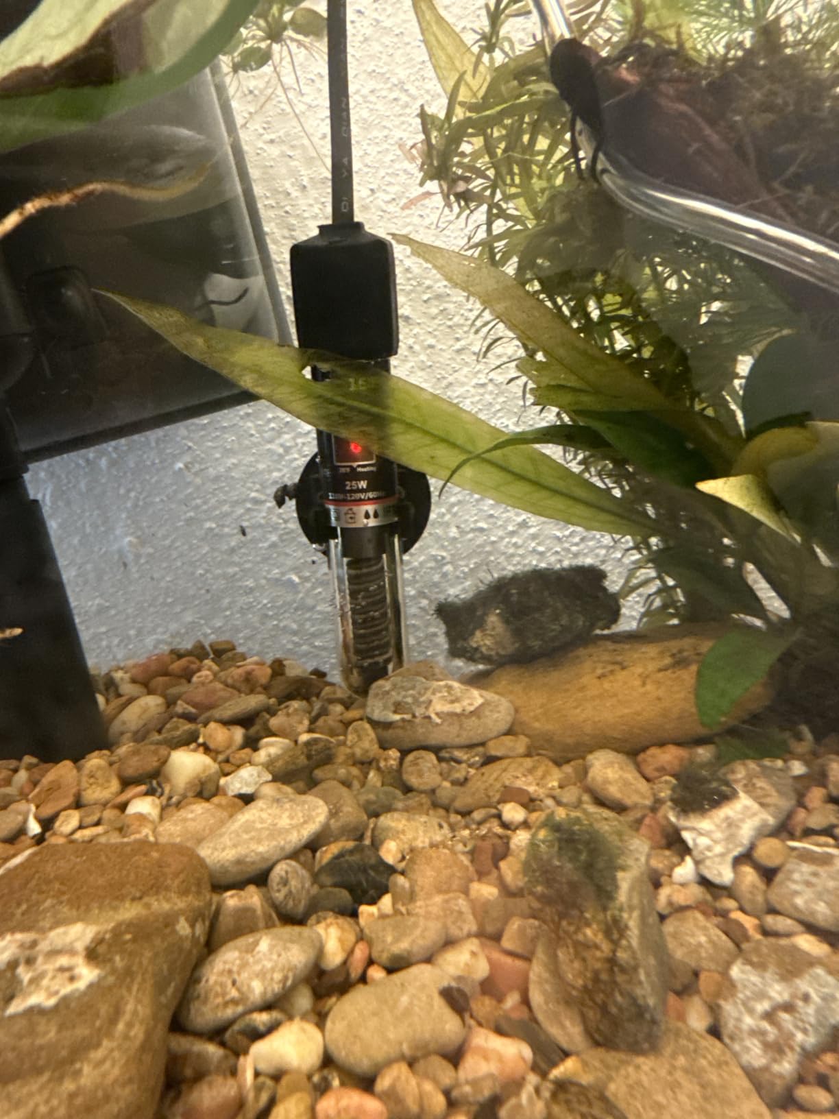 PULACO 25Watt Mini Aquarium Submersible Betta Heater with Free Thermometer Strip for 1-6 Gallon Fish Tanks (Preset Temperature 78°F) customer photo 1