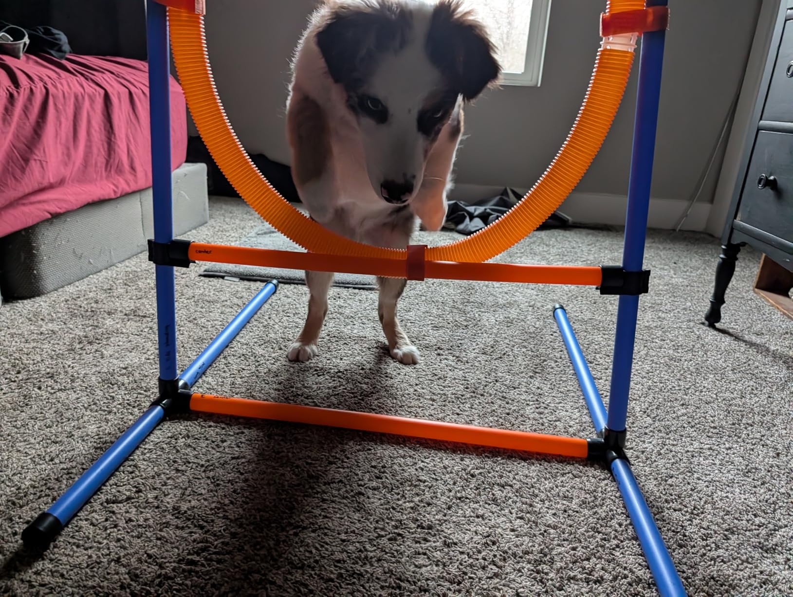 Dog Agility Training Equipment, 60-piece Dog Obstacle Course Training Starter Kit with Tunnel, Agility Hurdle, Weave Poles, Jump Ring, Pause Box customer photo 1
