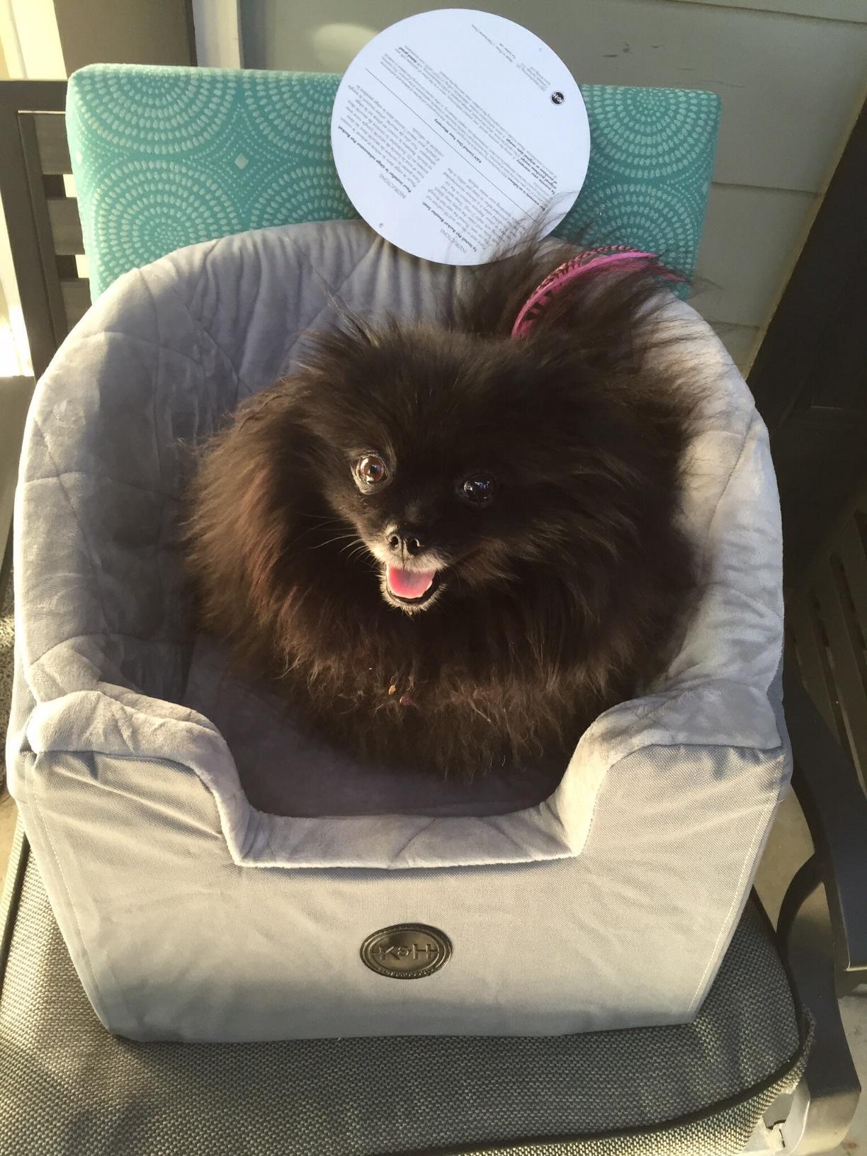 K&H Dog Car Seat, Bucket Booster for Cats & Dogs, Small, Black/Cream | Collapsible Dog Car Seats for Small Dogs. Seat Belt Secured, 2 Safety Leashes, Washable Covers customer photo 1