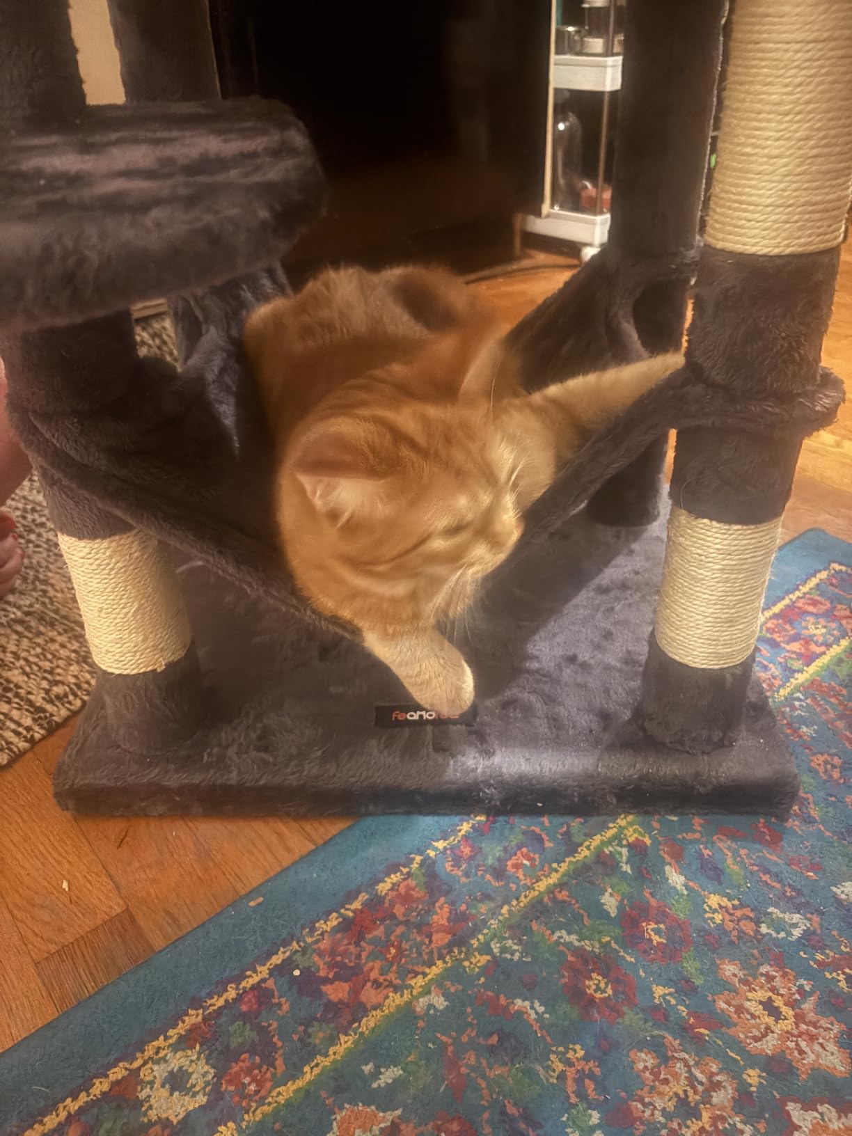 Feandrea Cat Tree, 59.5-Inch Tall Cat Tower, Plush Multi-Level Condo with 5 Scratching Posts, 2 Perches, 2 Caves, Hammock, 2 Pompoms customer photo 2