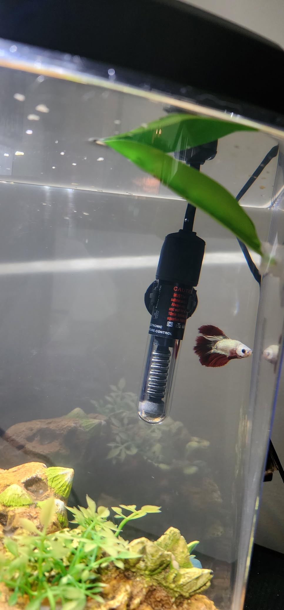 25W Small Betta Fish Tank Heater, Mini Preset Water Thermostat with Thermometer customer photo 1