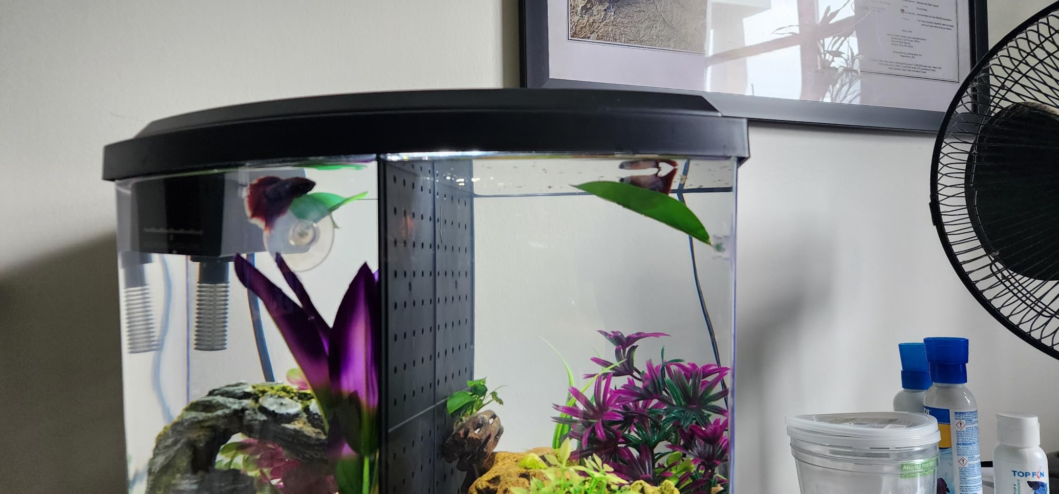 25W Small Betta Fish Tank Heater, Mini Preset Water Thermostat with Thermometer customer photo 2