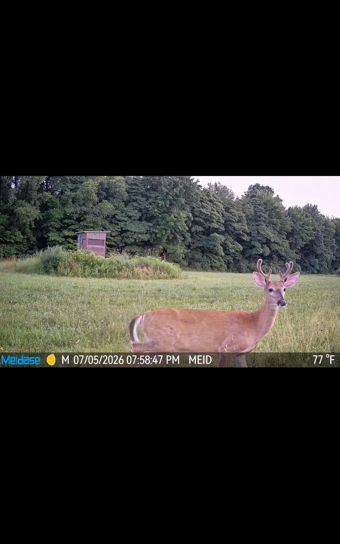 Meidase P70 (Non-Cellular,Non-WiFi) Trail Camera, 64MP 1296p, Game Cameras with No-Glow IR Night Vision customer photo 1