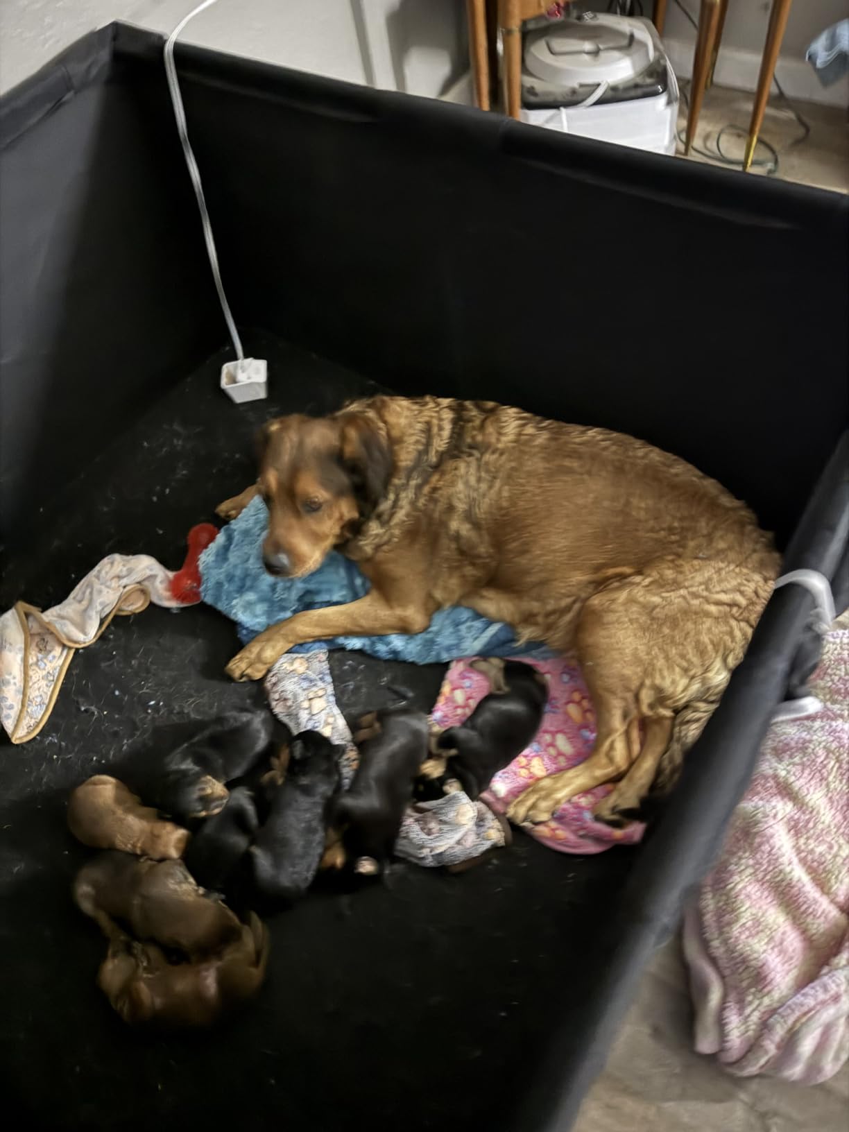 Whelping Box for Dogs and Puppies, 50