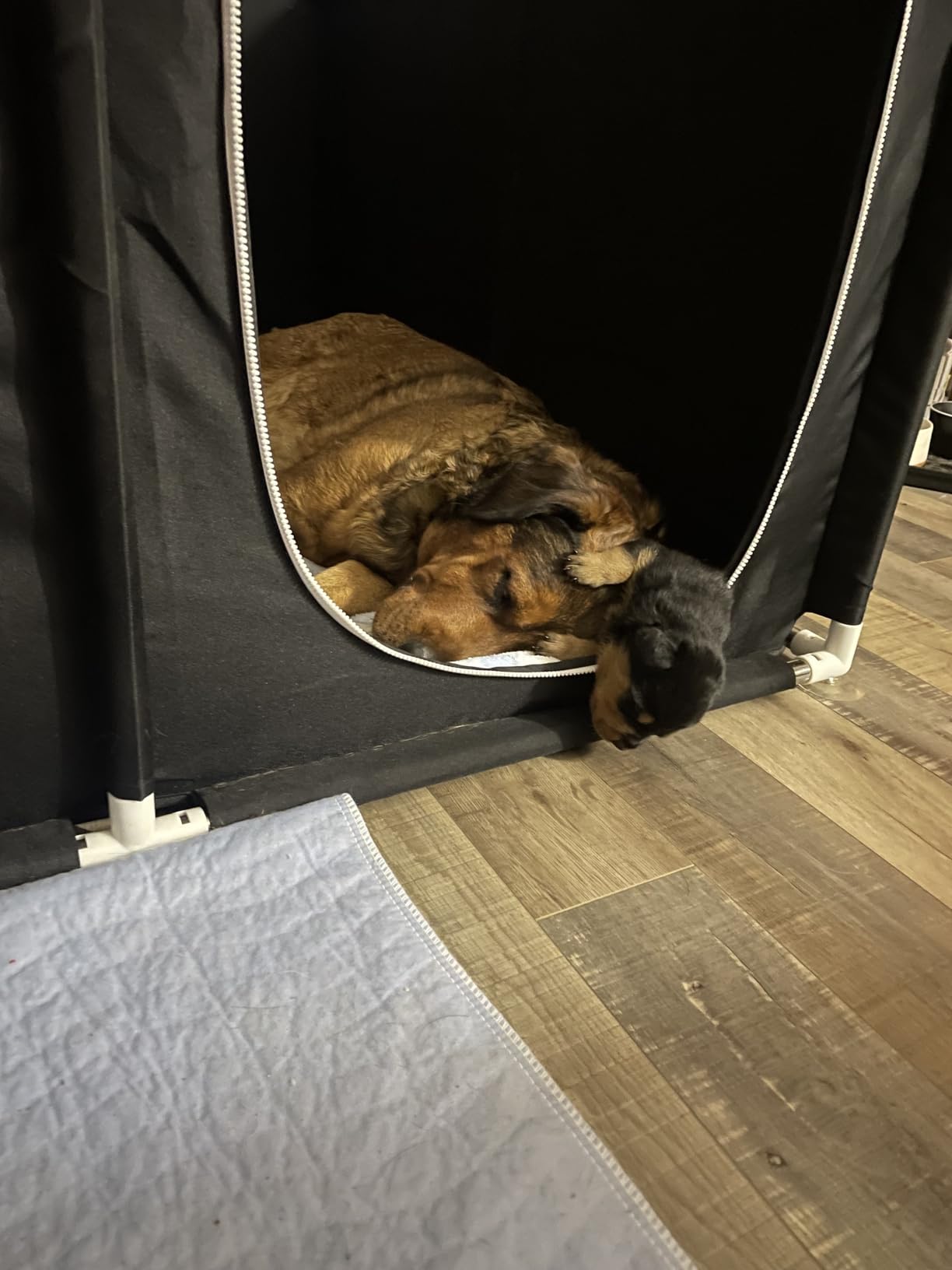 Whelping Box for Dogs and Puppies, 50