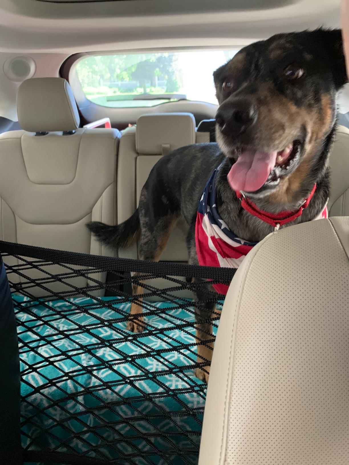 Dog Car Barrier Net Pet Car Divider Back Seat Barrier Net for Trucks, SUV, Full Sized Sedans Pet Restraint Car Backseat Divider Vehicle Gate Cargo Area Travel Trunk Mesh Net Screen Barricade customer photo 1