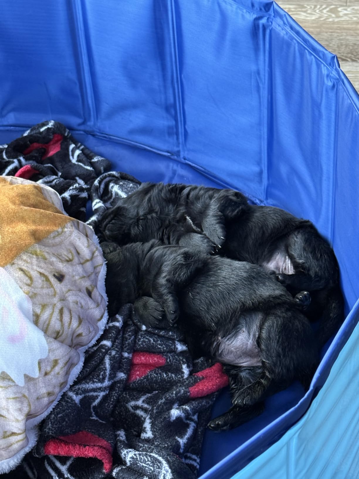 Whelping Pen for Dog, 39.4