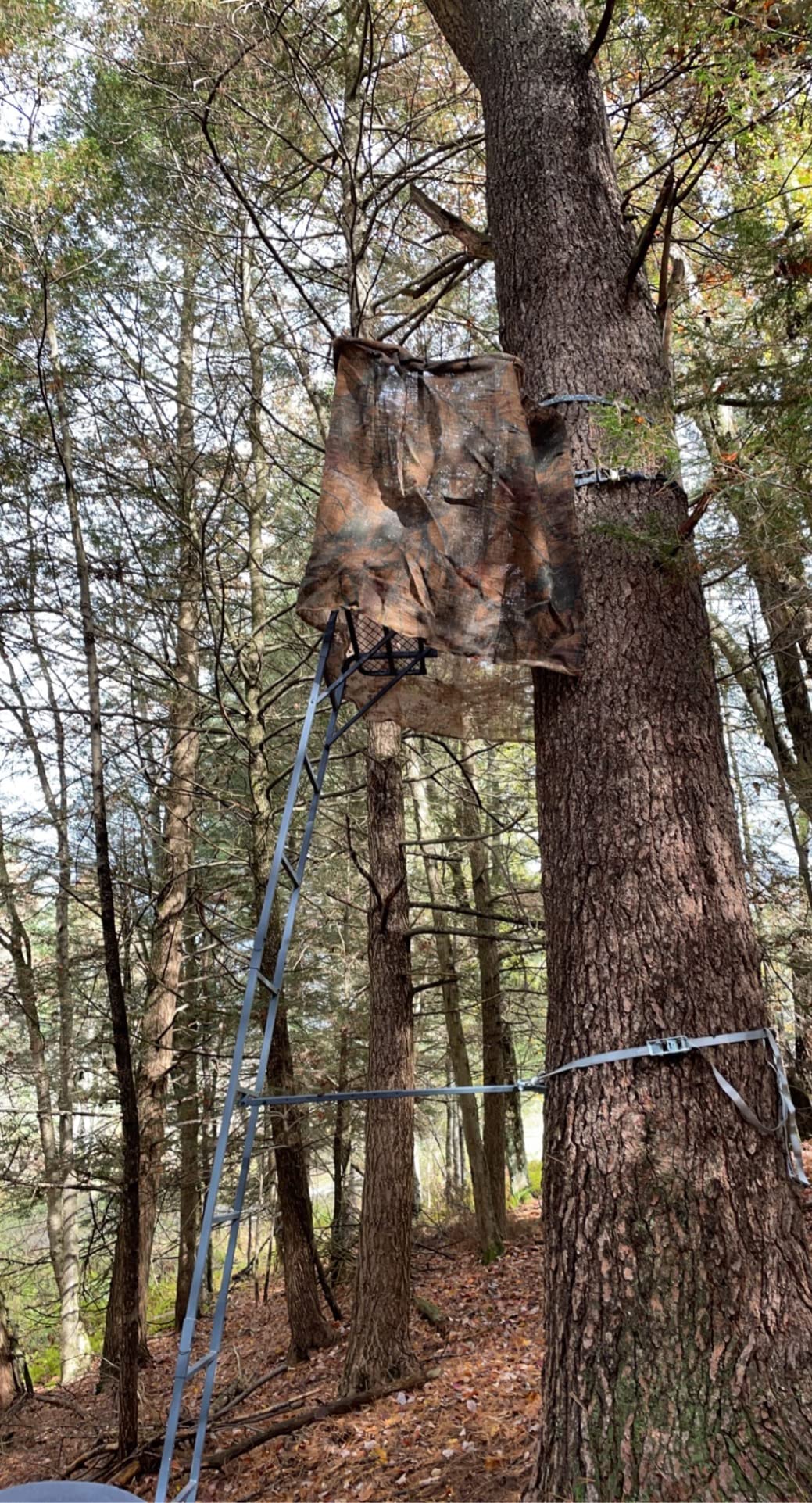 Guide Gear 16.5' 2-Man Ladder Tree Stand for Hunting Elevated Climbing Seat customer photo 2