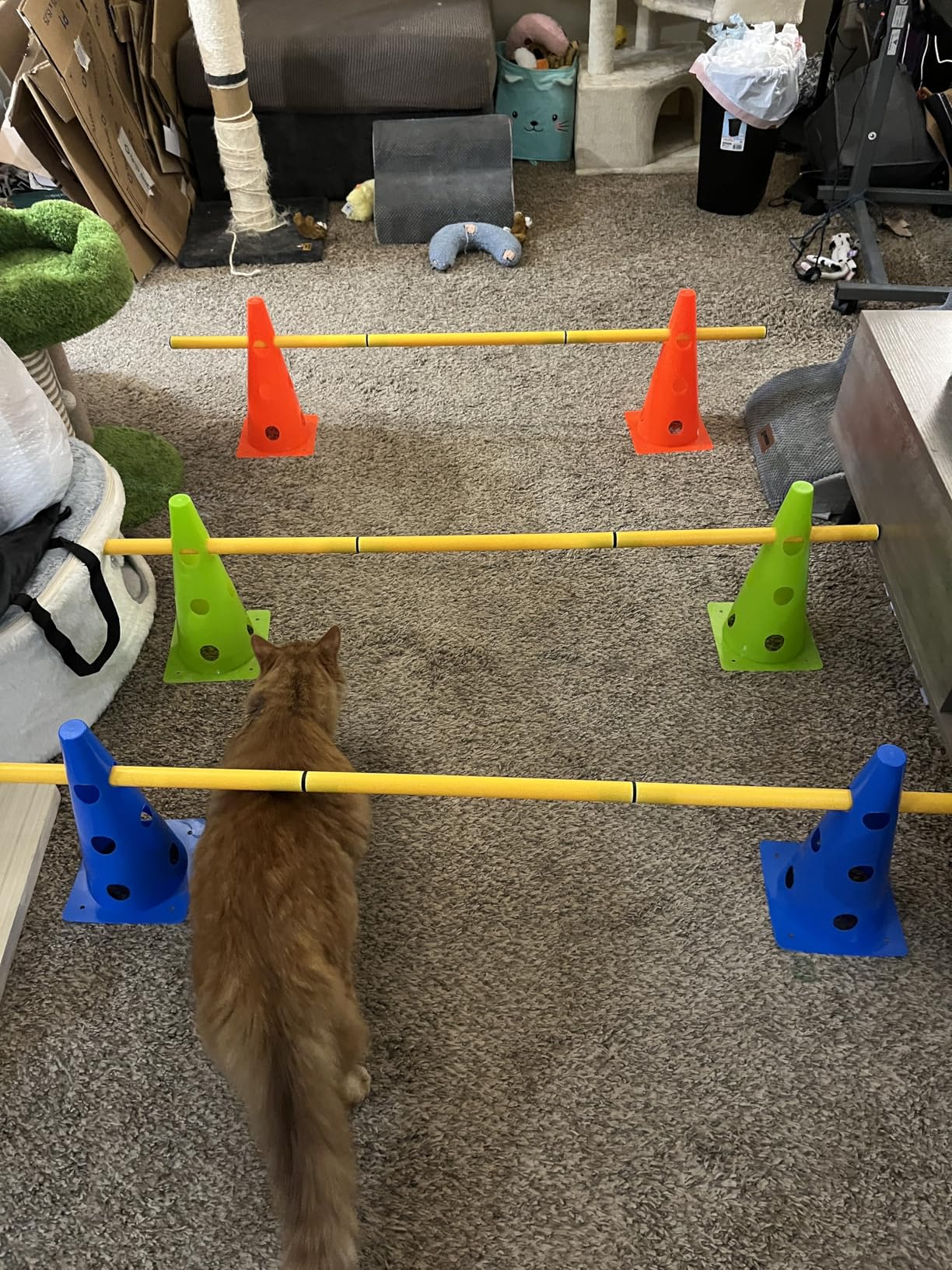 Dog Agility Training Hurdle Cone Set, Adjustable Dog Agility Equipment Obstacle Course Backyard Equipment for Pet Exercise customer photo 2
