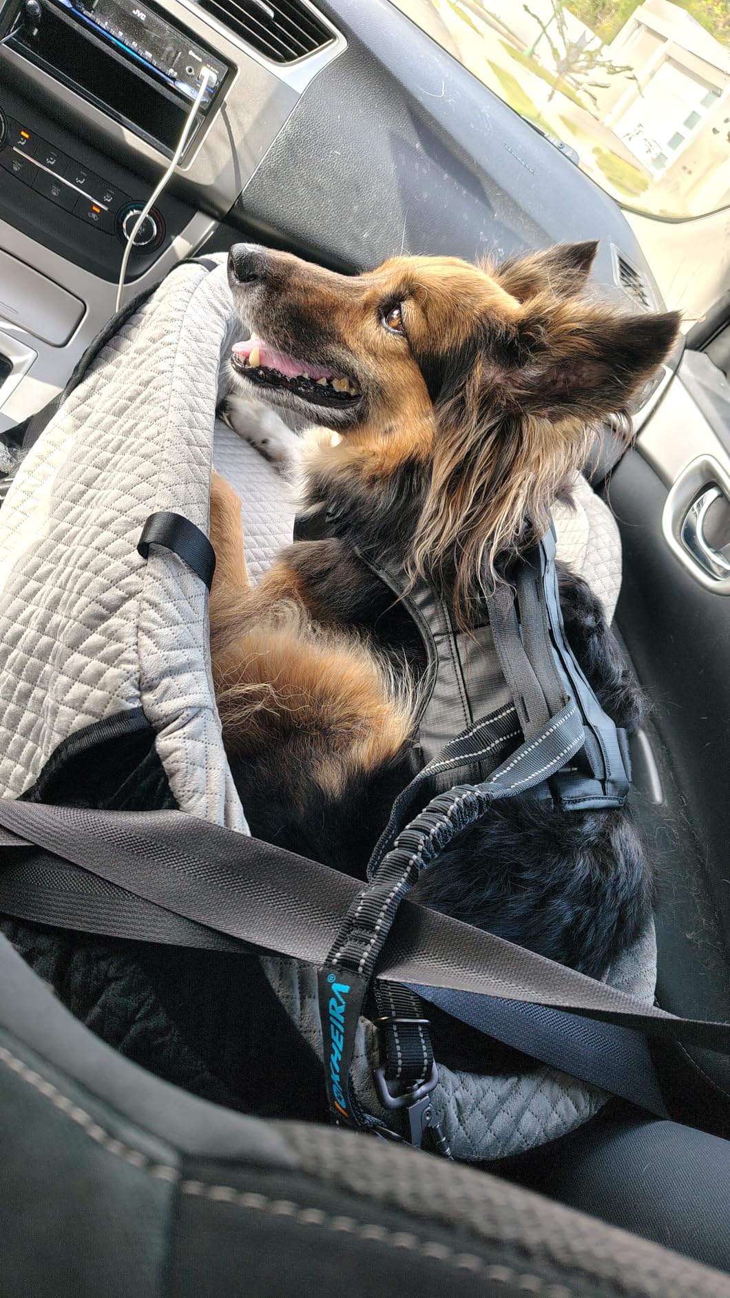 BLVRYVIO Large Dog Car Seat for Medium Sized Dogs Under 55lbs or 2 Smalls | Double Pet Booster Dog Seat for Car with 4