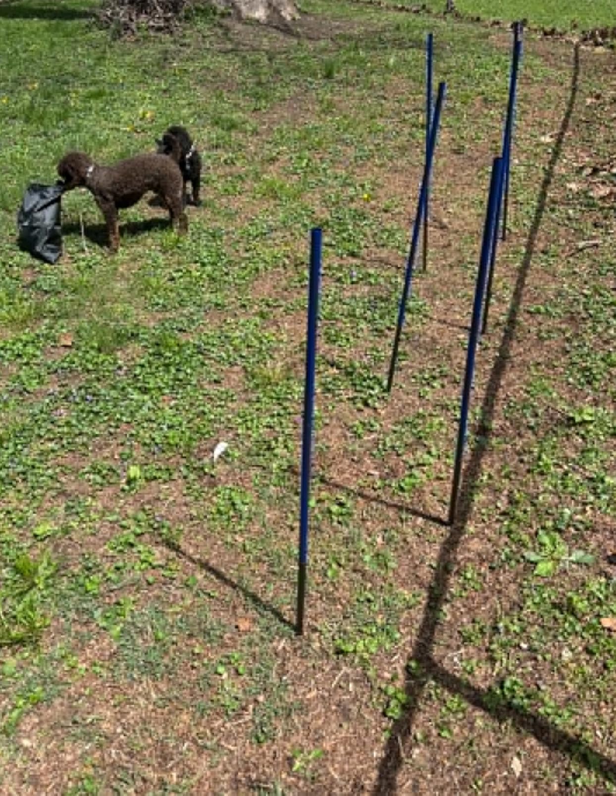 Dog Agility Course Backyard Set, Metal Dog Agility Training Equipment Adjustable Height Obstacle Course for Dog Hurdles Jumps (3 Pack) customer photo 1