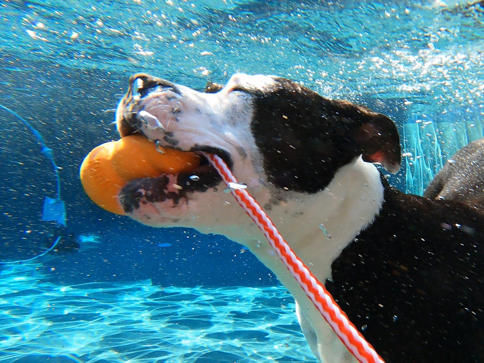 KONG Aqua Floating Fetch Toy, Natural Rubber, Orange, for Large Dogs | Floating KONG Natural Rubber Water Toy with Foam Interior & Rope customer photo 2