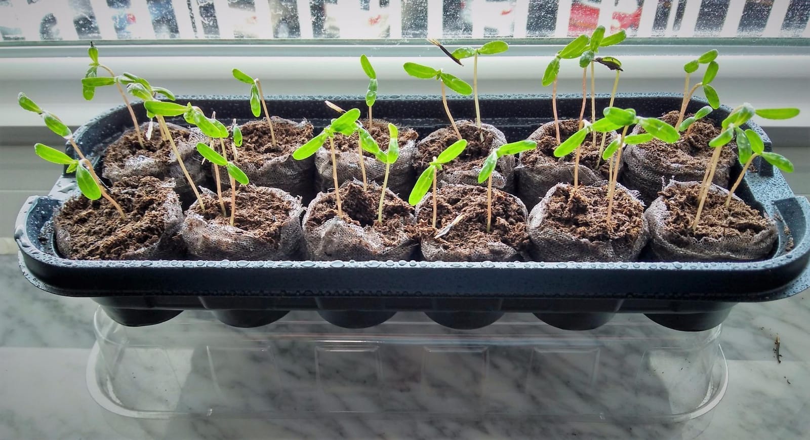 Ferry Morse Jiffy Windowsill Greenhouse 12 customer photo 1