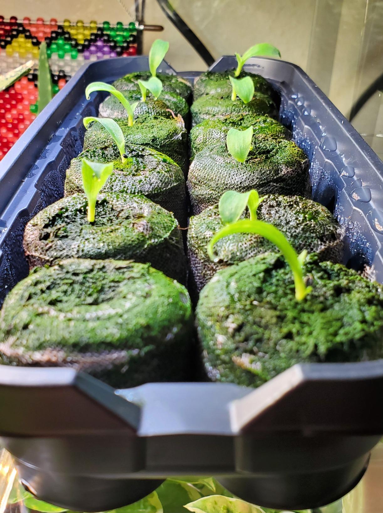 Ferry Morse Jiffy Windowsill Greenhouse 12 customer photo 2