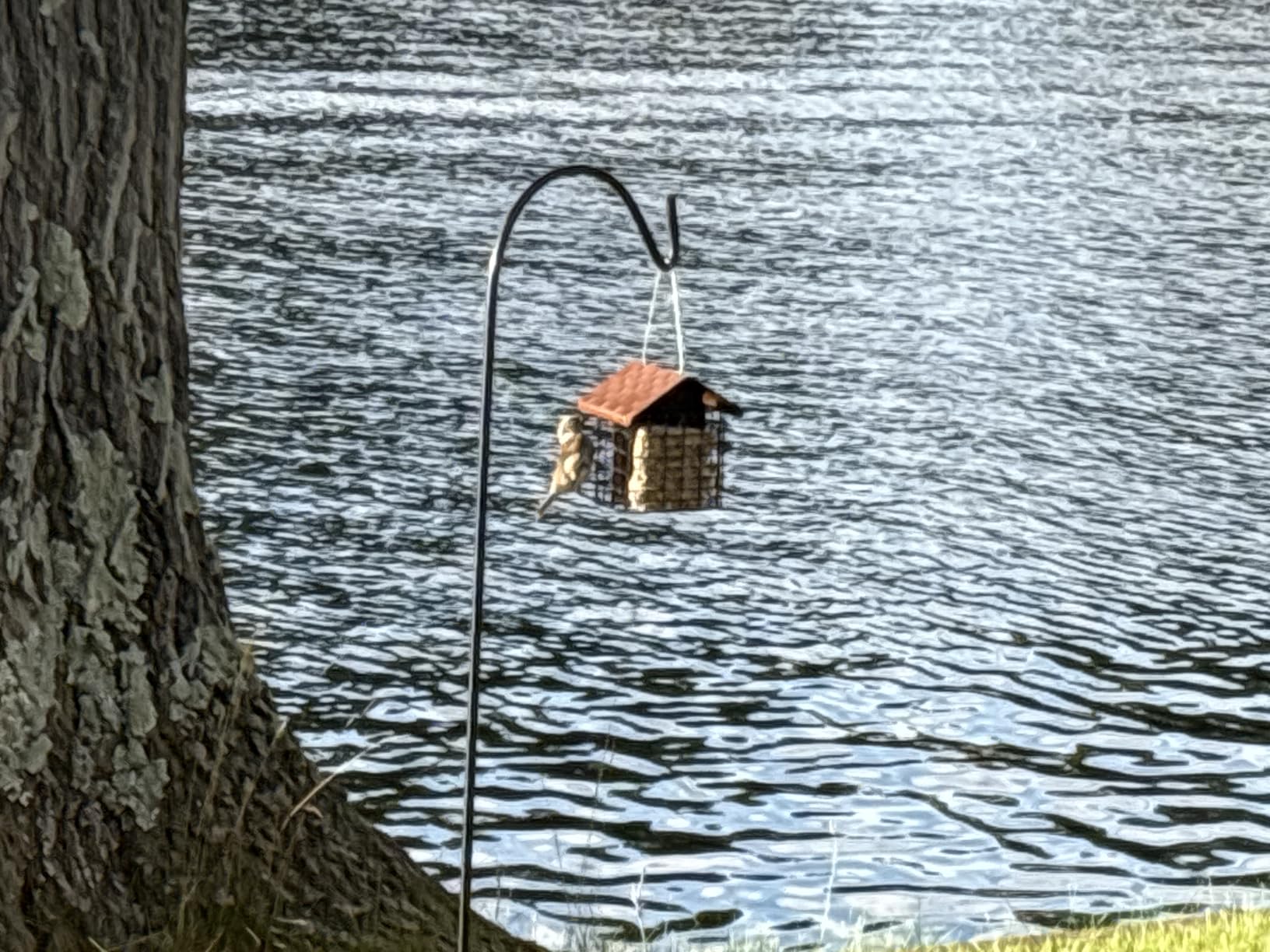 More Birds Double Suet Cake Feeder, Weather Guard, Steel Construction, Powder-Coated Black Finish, Brown Feeder for Woodpeckers and Wild Birds customer photo 1