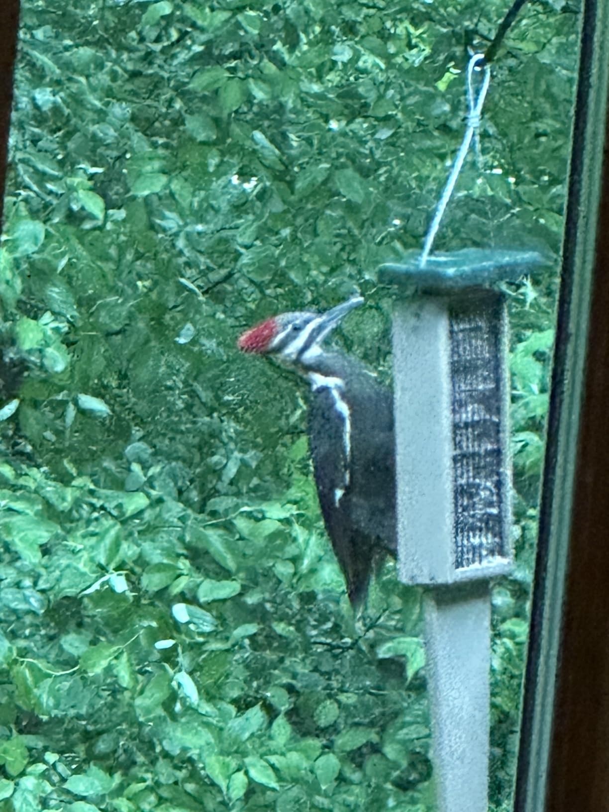 Birds Choice Pileated Suet Feeder with Tail Prop, Holds 2 Suet Cakes, Hanging Suet Bird Feeder for Woodpeckers, Jays, Nuthatches, Taupe and Green Recycled Plastic customer photo 2