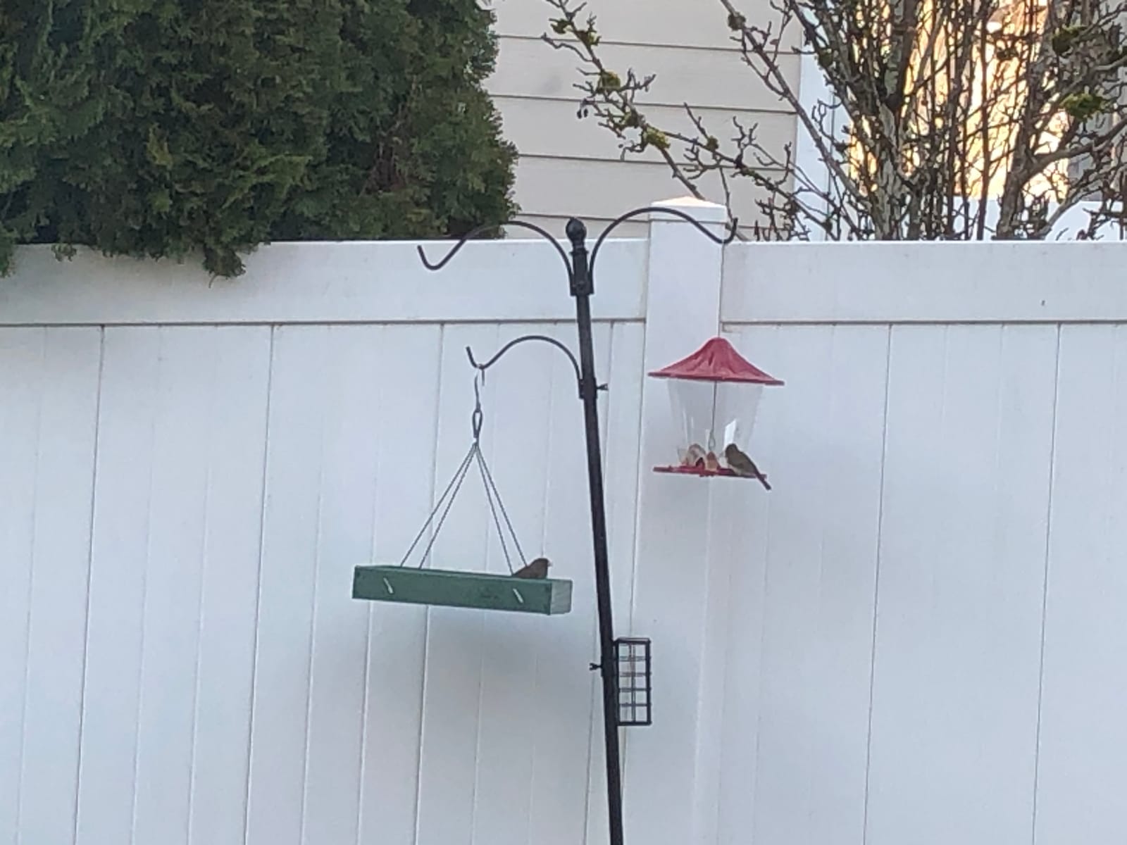 Woodlink Going Green Platform Bird Feeder Model GGPLAT customer photo 1