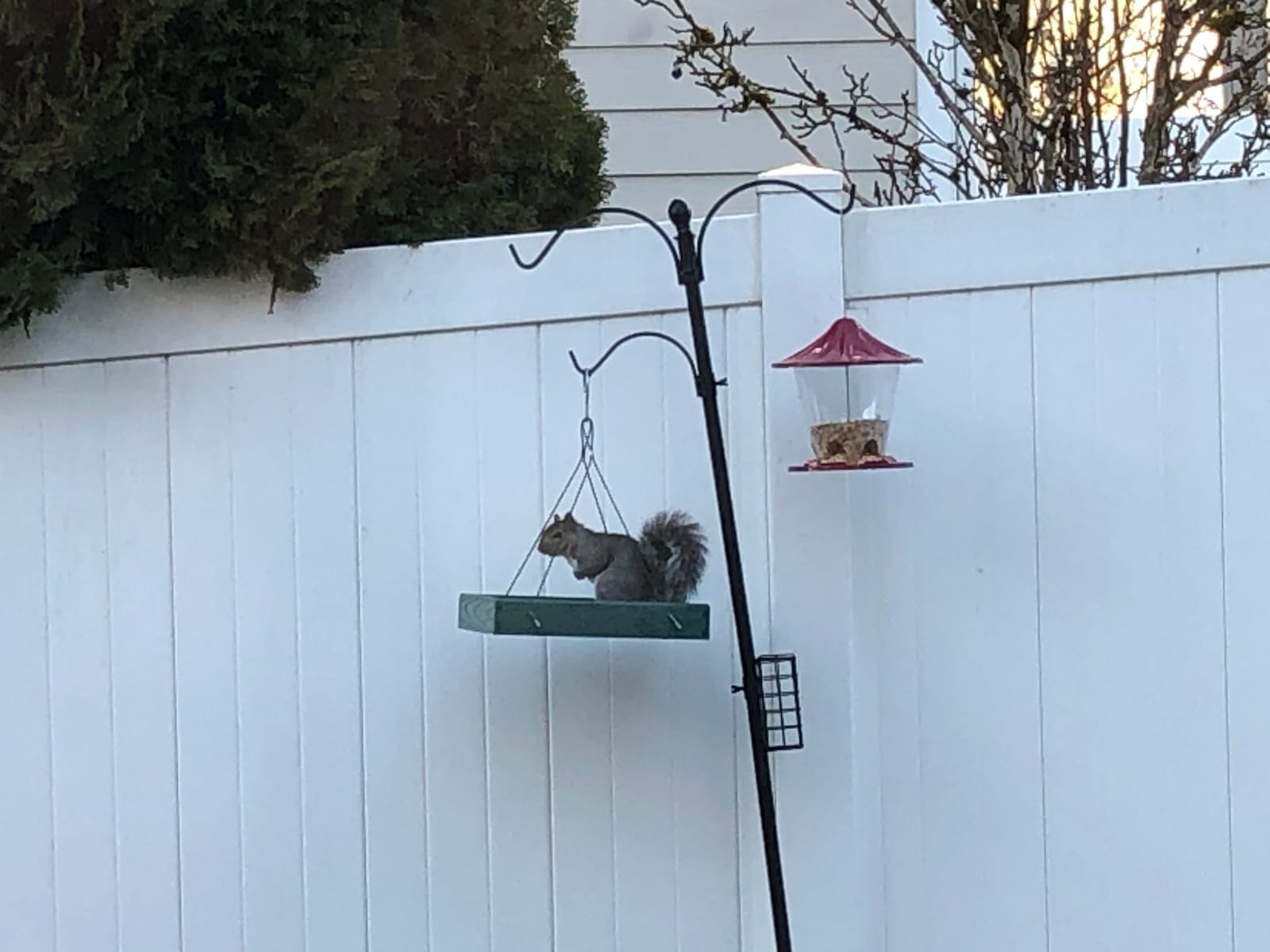 Woodlink Going Green Platform Bird Feeder Model GGPLAT customer photo 2