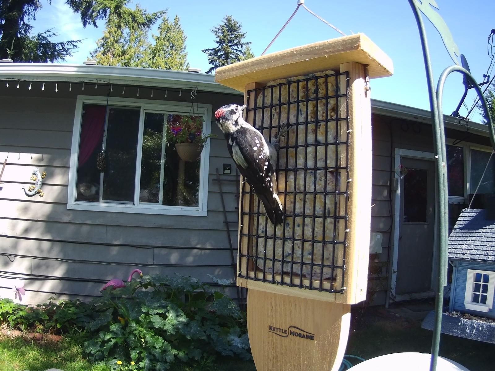 Kettle Moraine Cedar Double Suet Cake Tail Prop Suet Bird Feeder with Hanging Cable customer photo 1