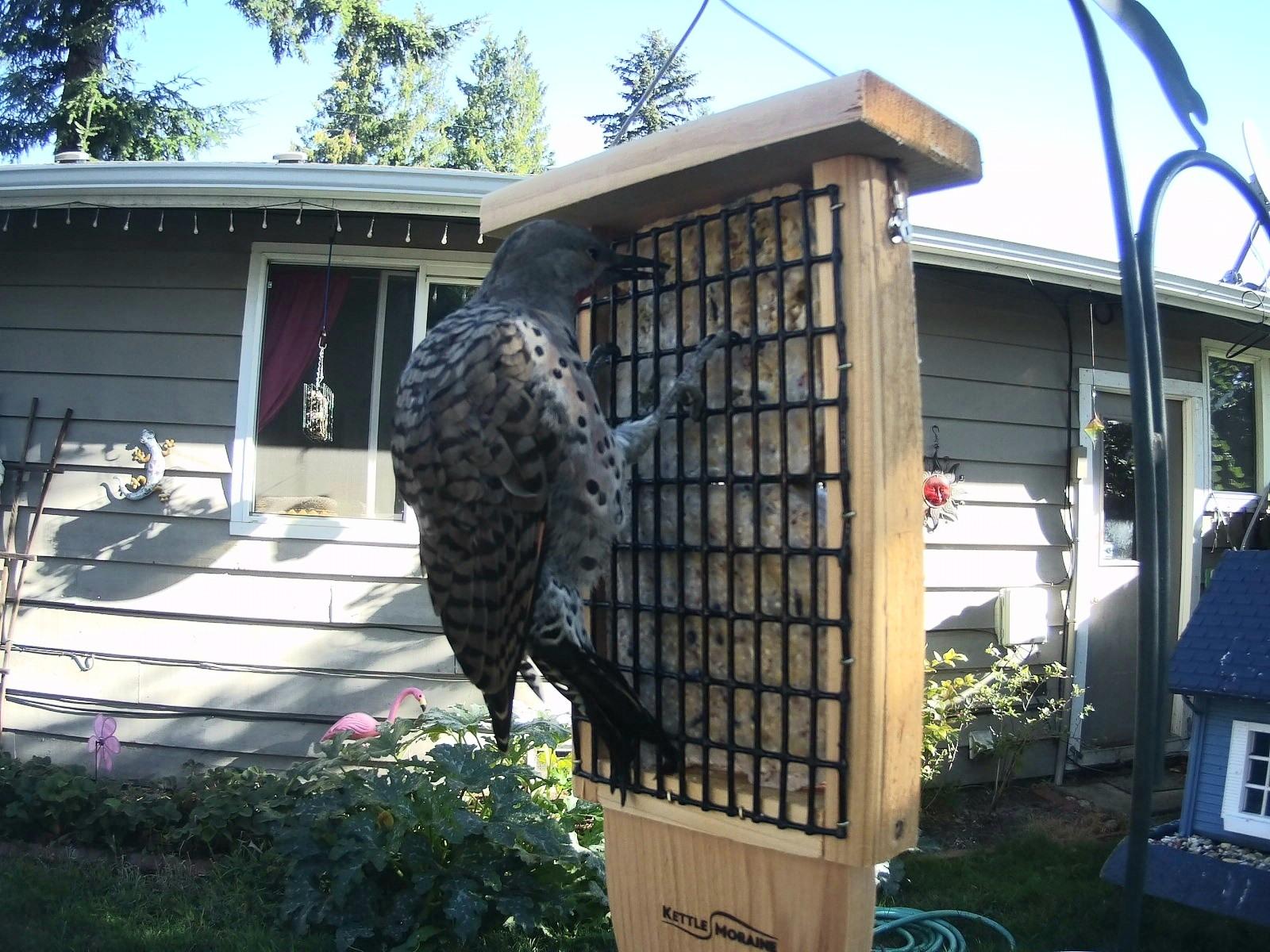 Kettle Moraine Cedar Double Suet Cake Tail Prop Suet Bird Feeder with Hanging Cable customer photo 2