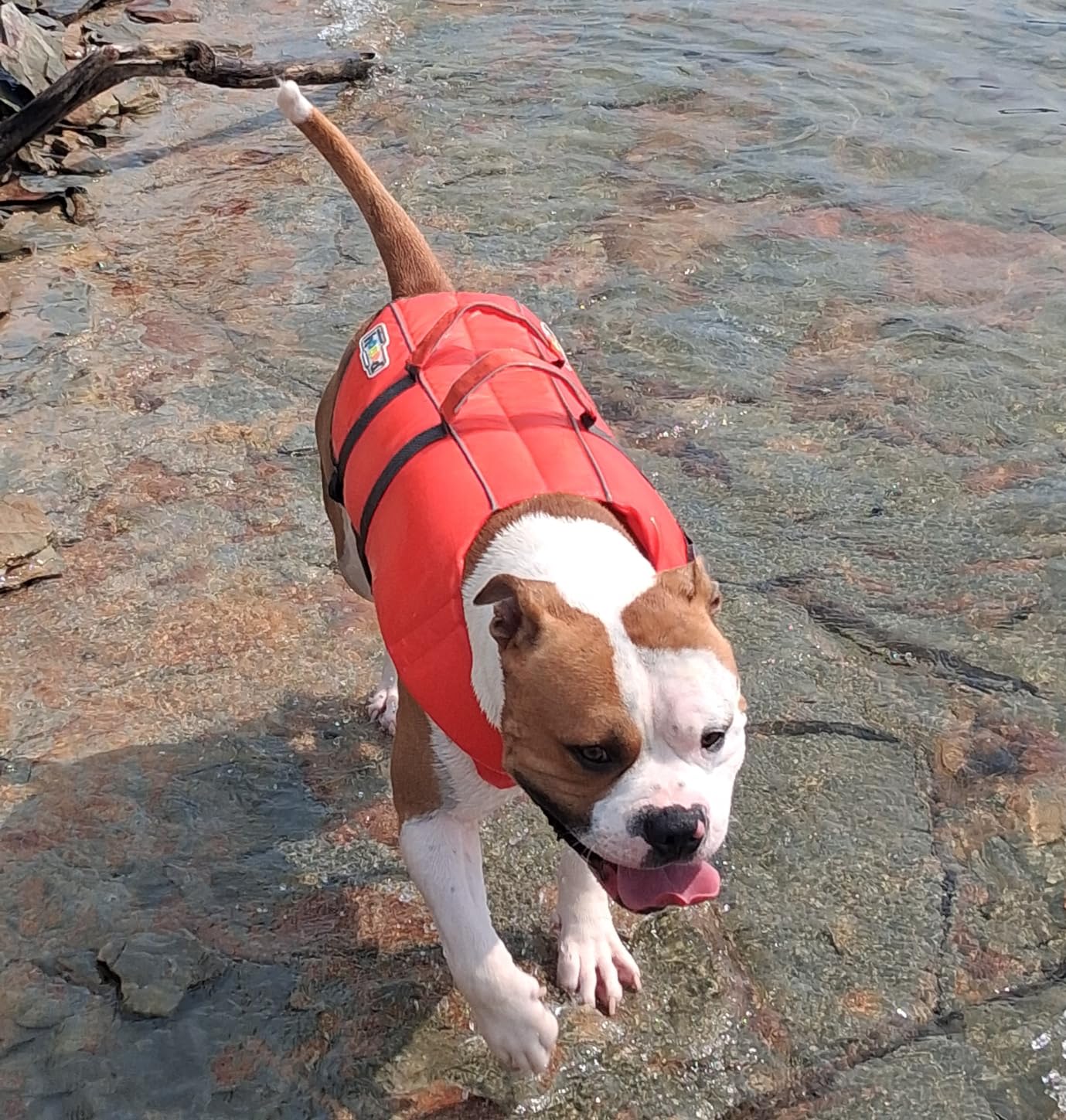 Outward Hound Granby Splash Dog Life Jacket, Life Vest, Orange, Large customer photo 1