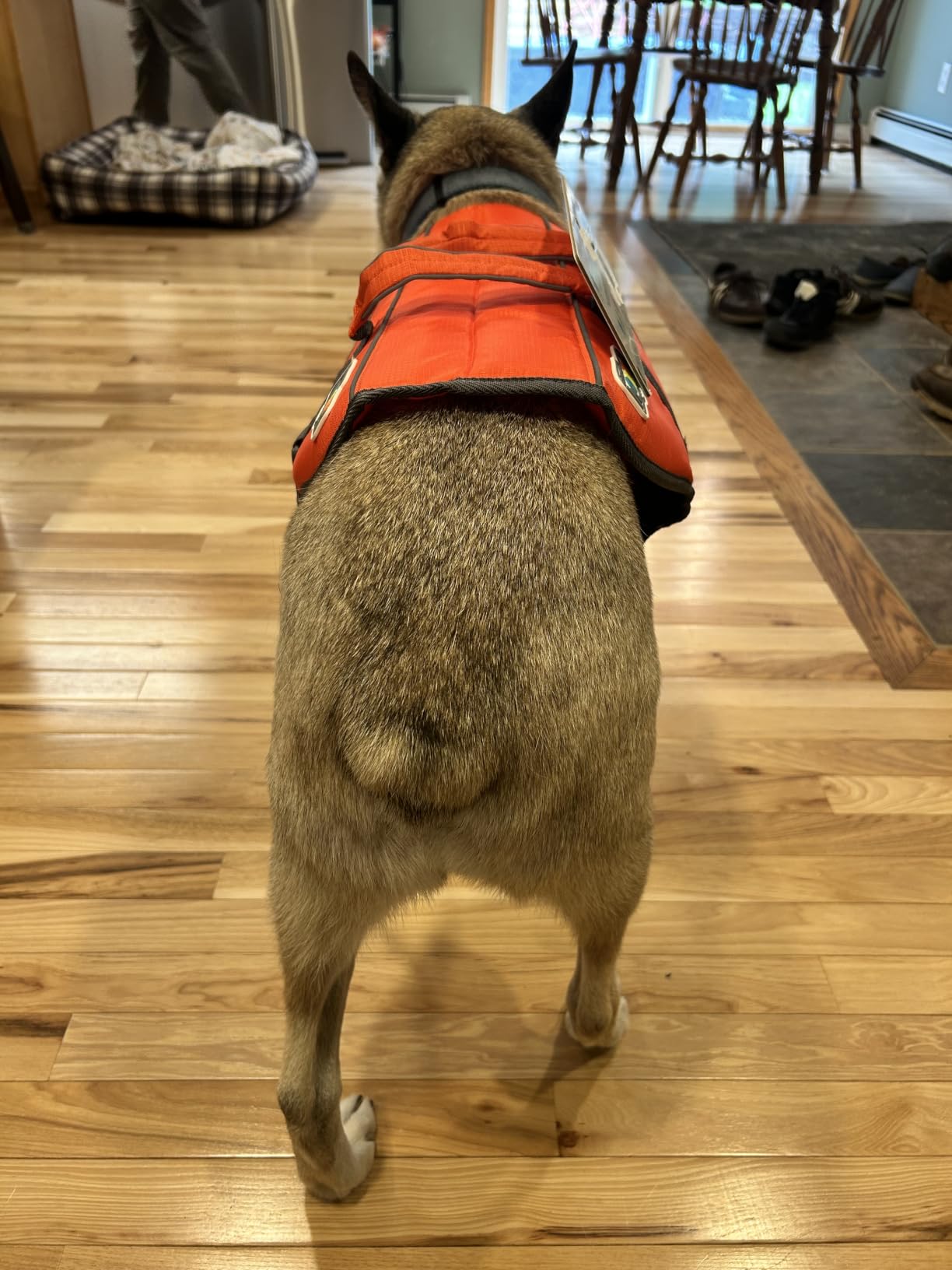 Outward Hound Granby Splash Dog Life Jacket, Life Vest, Orange, Large customer photo 2