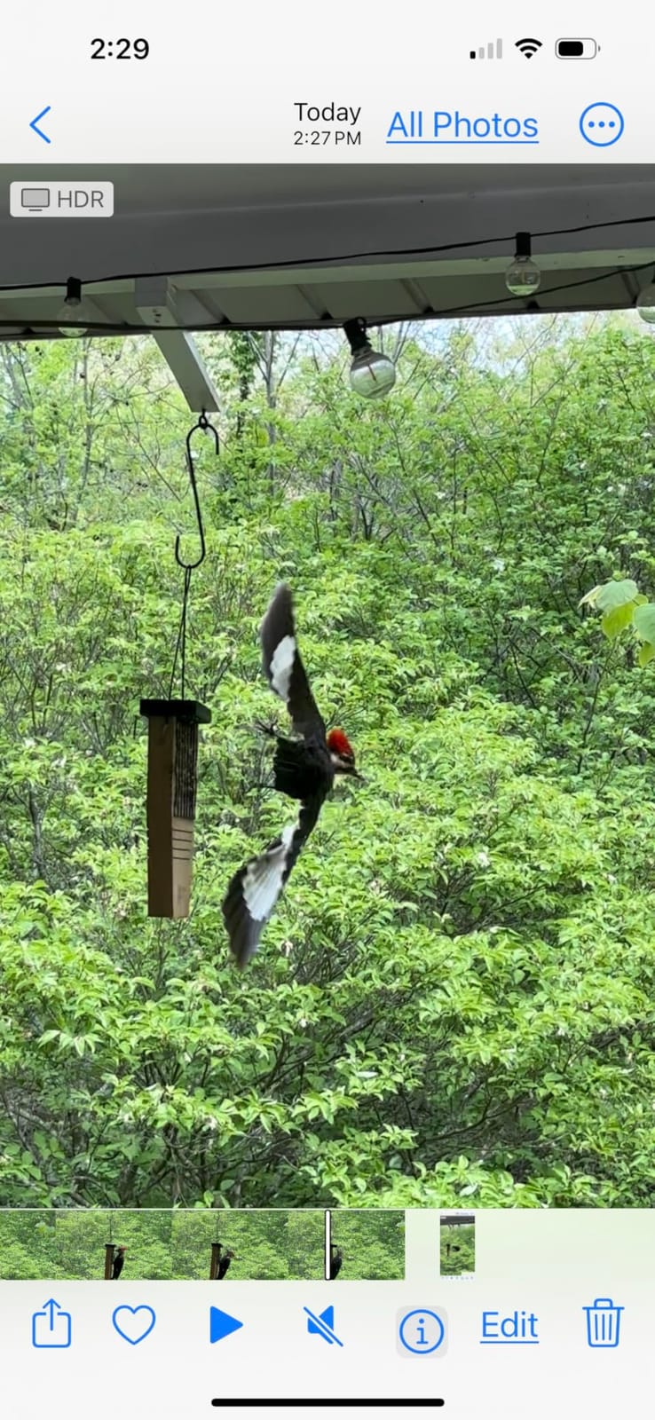 Nature's Way Bird Products CWF1 Tail-prop Suet Bird Feeder 12
