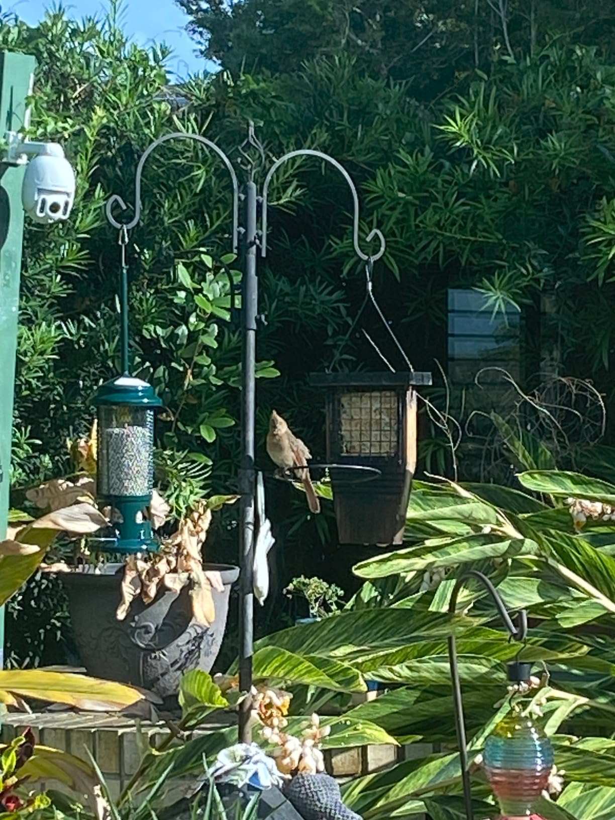 Nature's Way Bird Products CWF1 Tail-prop Suet Bird Feeder 12