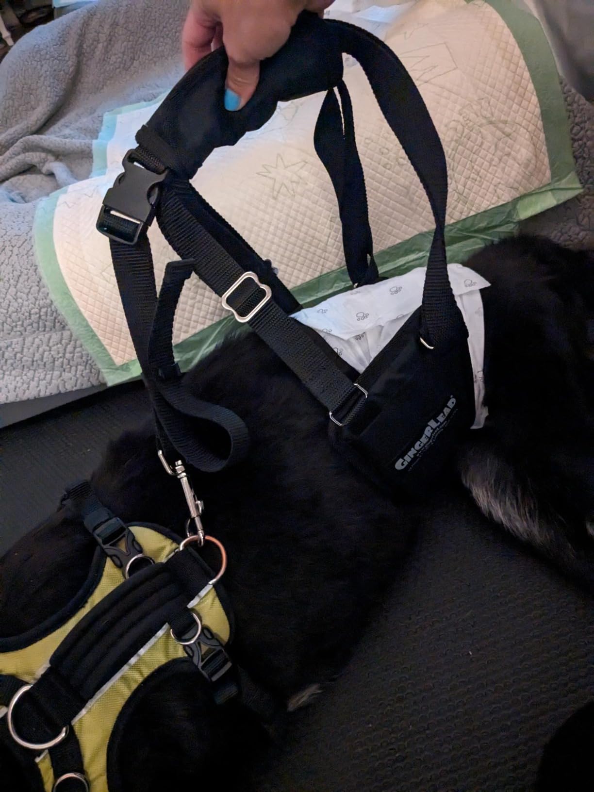 Dog Back Support IVDD Sling Harness, X-Small & Dachshunds | Fits Pets Under 25 lbs and Doxies, Walking Aid for K9s with Disc Disease, Fully Adjustable, Chest Harness NOT Included customer photo 1