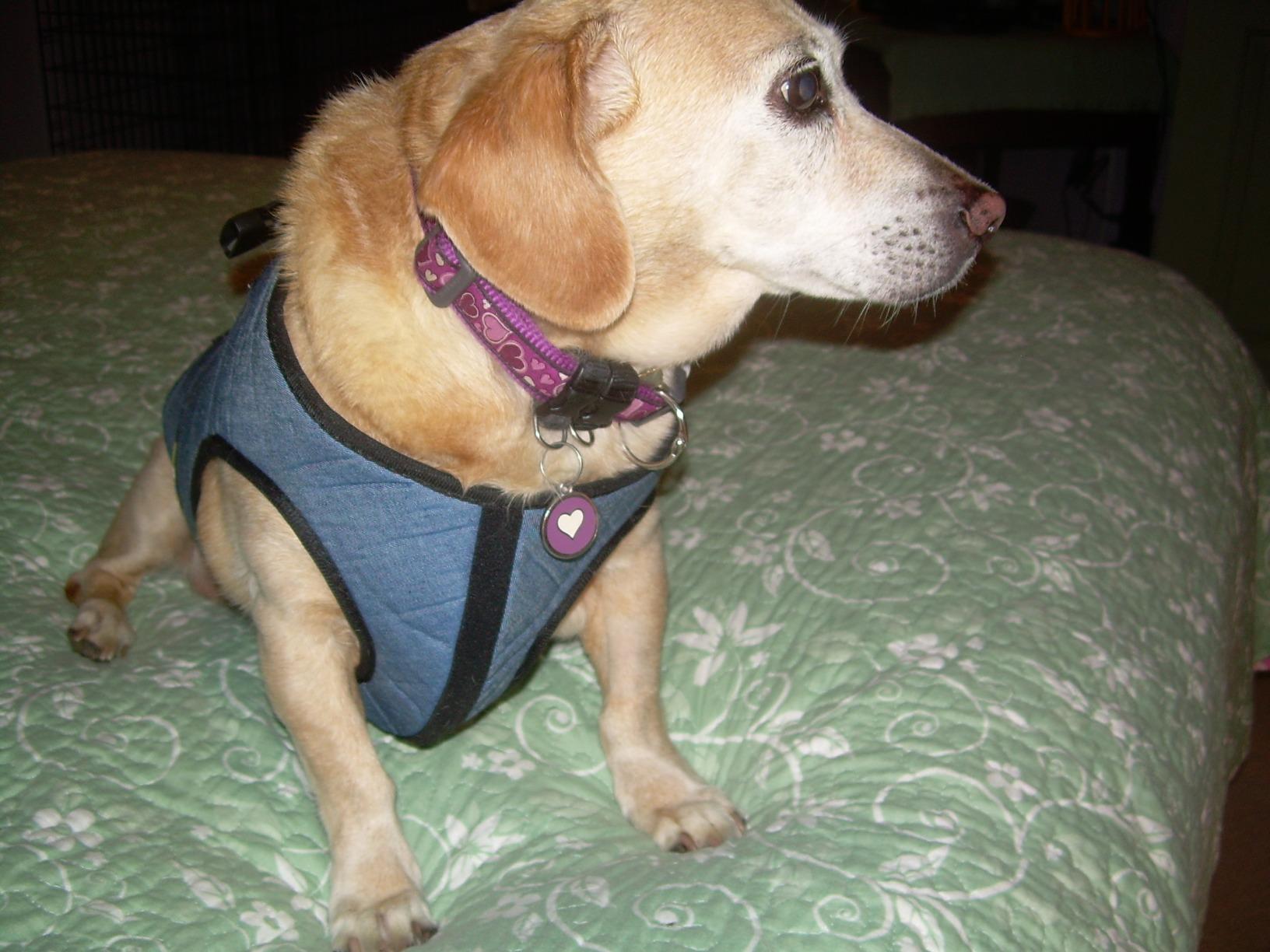 Coodeo Dog Lift Harness, Pet Support & Rehabilitation Sling Lift Adjustable Padded Breathable Straps for Old, Disabled, Joint Injuries, Arthritis, Loss of Stability Dogs Walk (Blue, L) customer photo 2