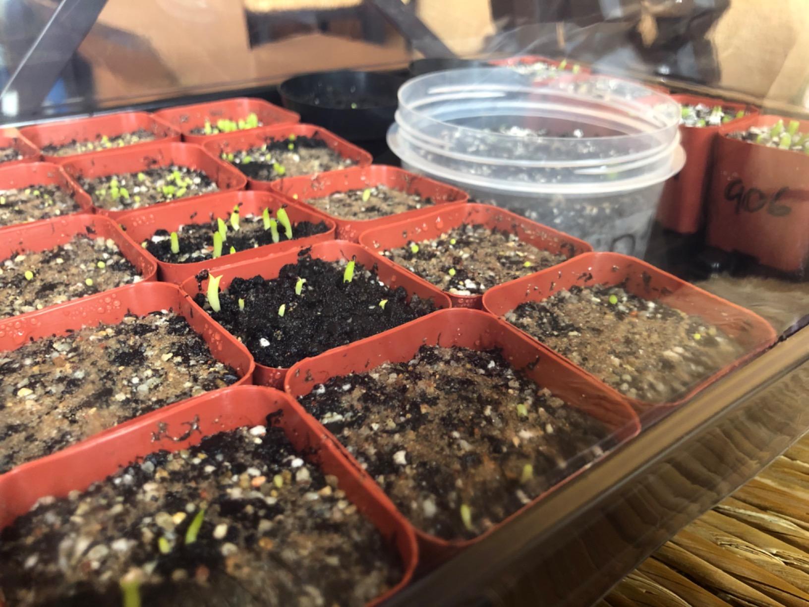 SOLIGT Thick Plastic 3-Set Strong Seed Starter Trays with 5