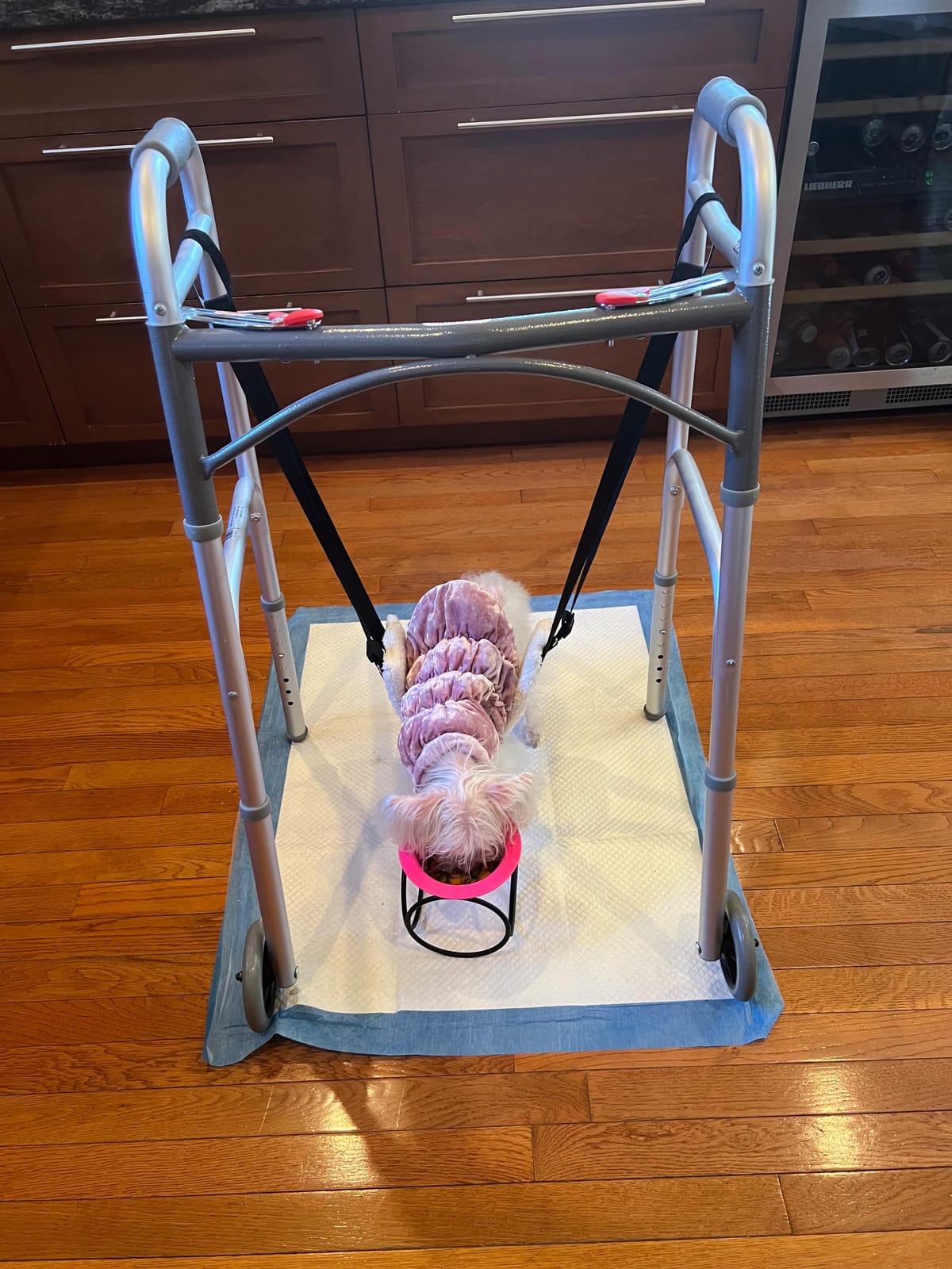 Adjustable Dog Sling for Large Dogs Hind Leg Support Weak Legs Mobility Aid | Dog Lift Harness, Helps Seniors, Injured, Disabled and After ACL Surgery Dogs, Daily Walk/ Stairs, Soft Padded, Easy to Use customer photo 2