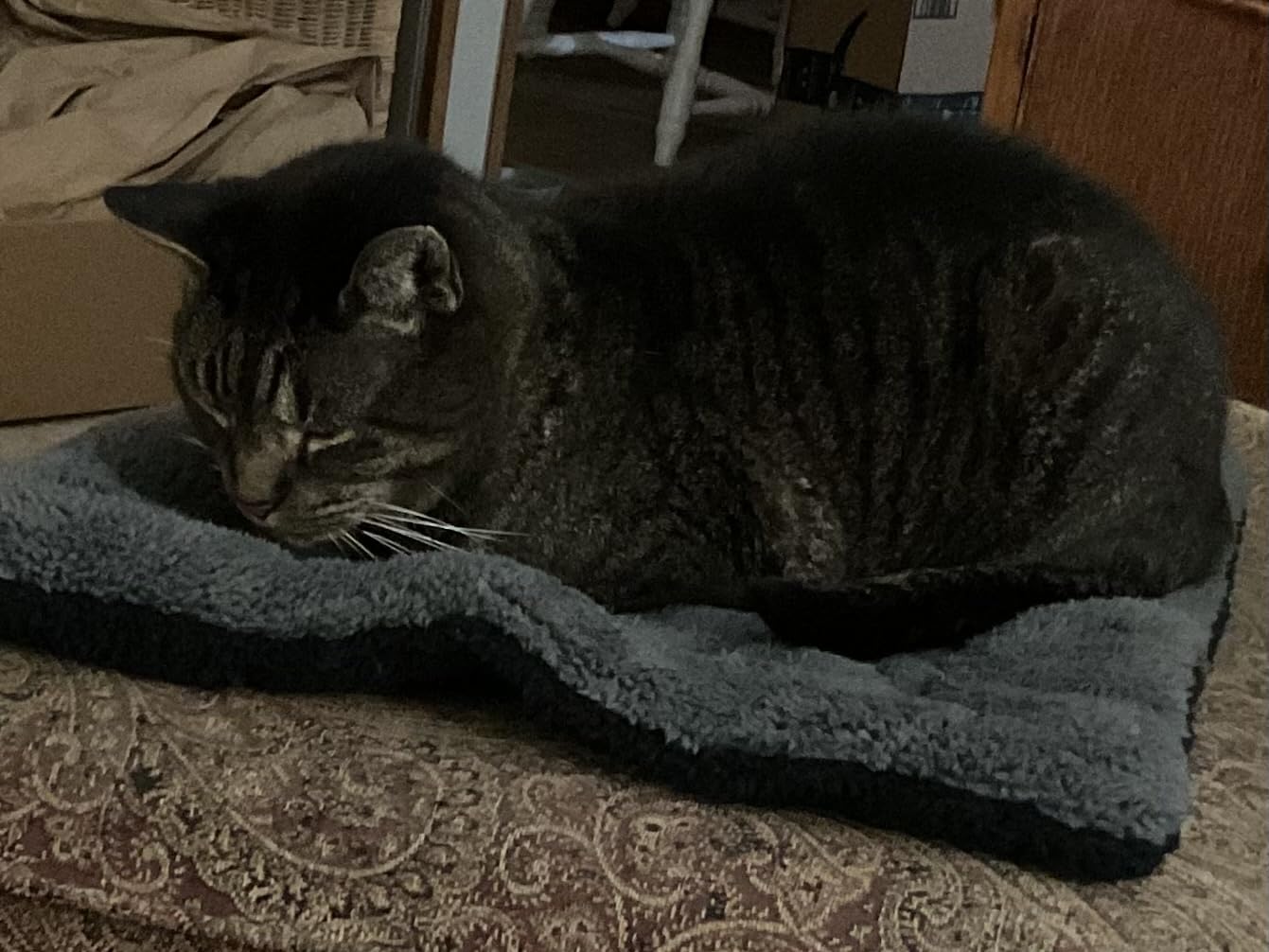 K&H Self-Warming Cat Bed Pad, Self Heating Pad, Small 21 X 17 Gray/Black | Heating pad for cats comfort, cat self warming pad, reversible plush, warming mat for cats, machine washable customer photo 1