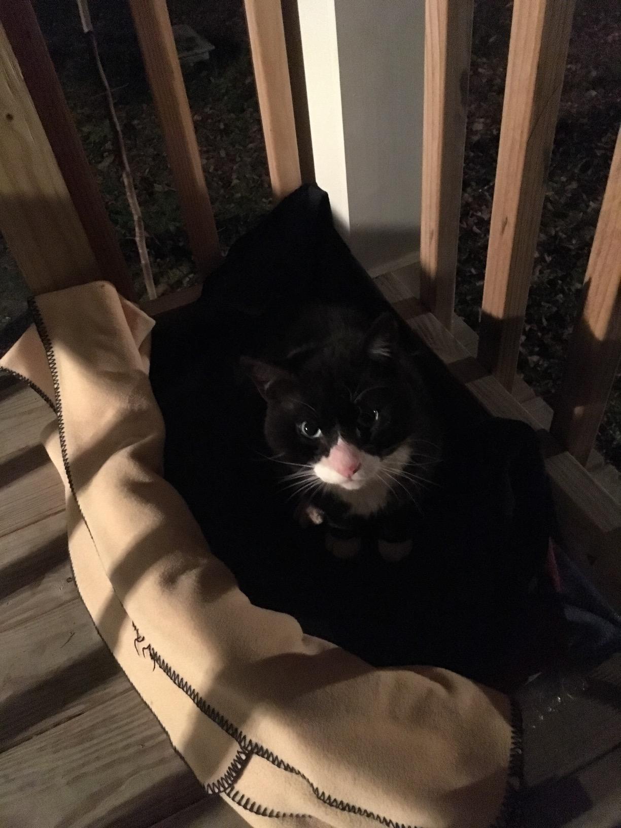 K&H Heating Pad, Extreme Weather Kitty Pad, Indoor Outdoor, Safety Listed | Waterproof Outdoor Heating Pad for Cats, Pet Warmer for Outside Feral Cat Houses, Warming Pet Mat, Sm 18.5x12.5in Black 40W customer photo 1
