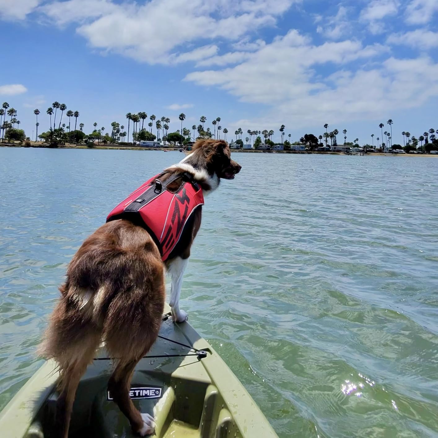 EzyDog DFD X2 Dog Life Jacket, Grab Handle, Reflective Trim - Medium Yellow | Adjustable Dog Life Vest For Swimming, Durable Nylon Outer, Secure Fit, Lightweight, Ultra Buoyant Foam customer photo 1