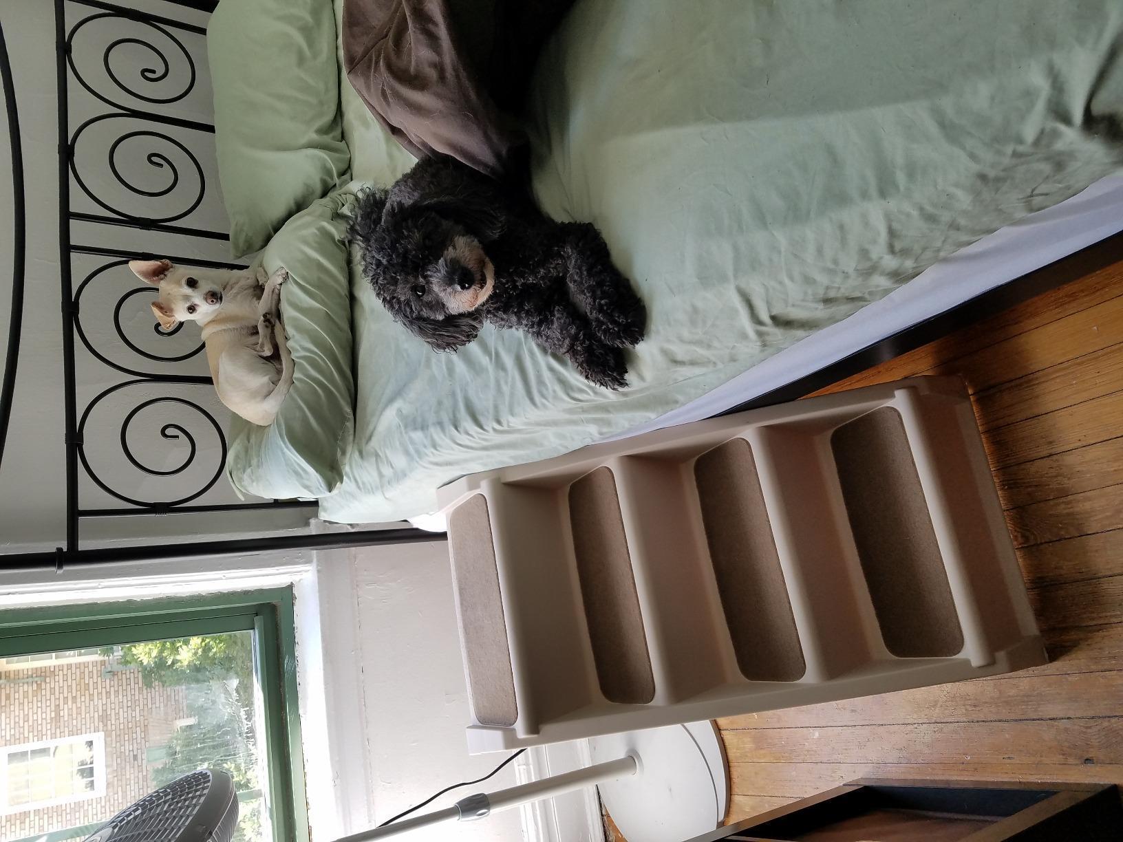 PetSafe CozyUp Folding Dog Stairs, Portable Indoor/Outdoor Pet Steps for Bed, Couch & Car, Grey, 25 Inch | Portable & Foldable 4-Step Stairs, Non-Skid Feet, Side Rails, Dog Steps for Bed, for Dogs up to 200 Lb customer photo 1