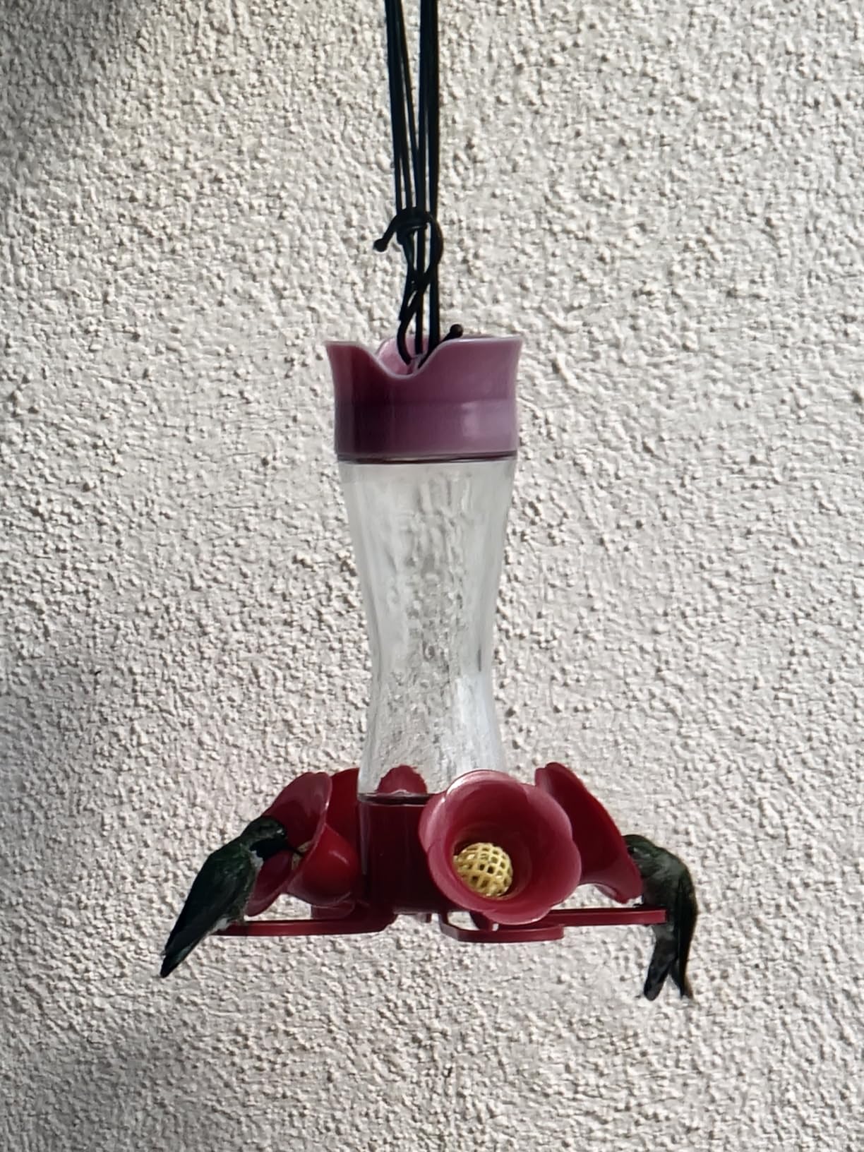 Perky-Pet Glass Hummingbird Feeders for Outdoors, 8 oz Nectar Capacity | Ant Moat, Bee Guards, & Perches, Wide-Mouth Bottle for Easy Filling & Cleaning, Hanging Bird Feeder, 203CPBN-2 (Pack of 2) customer photo 2