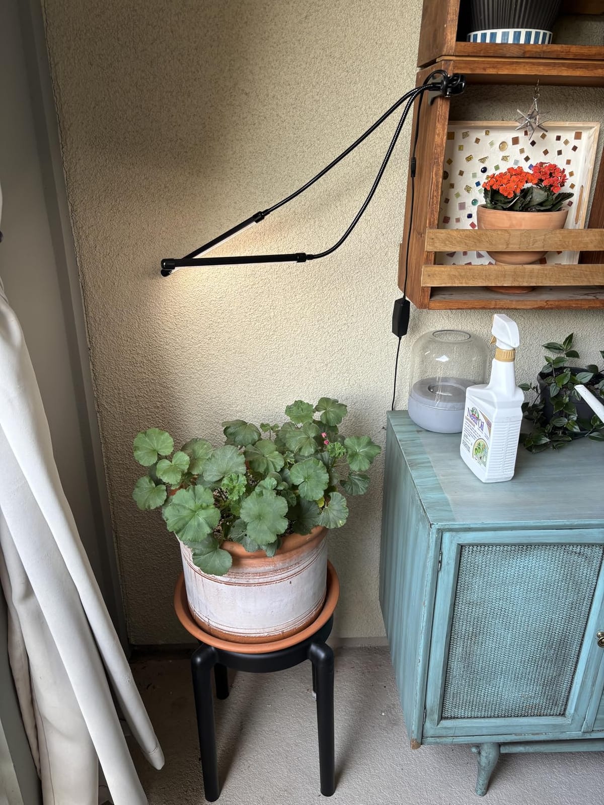 GooingTop Grow Light,6000K Full Spectrum Indoor Plant Growing Lamp | Desk Lamp with White Red LEDs for Indoor Plants,Clamp with Flexible Gooseneck,Brightness Adjustable,Auto Timer 4 8 12Hrs customer photo 1