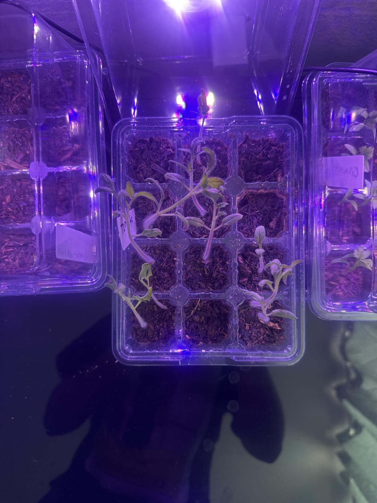 Bonviee Seed Starter Trays with 12-LED Grow Lights, Green, 5 Pack | 5 Seed Starter Kits, 60 Cells, 12-LED Grow Light per Tray, Vented Humidity Domes, Drainage Holes, 1-to-5 USB Cable customer photo 1