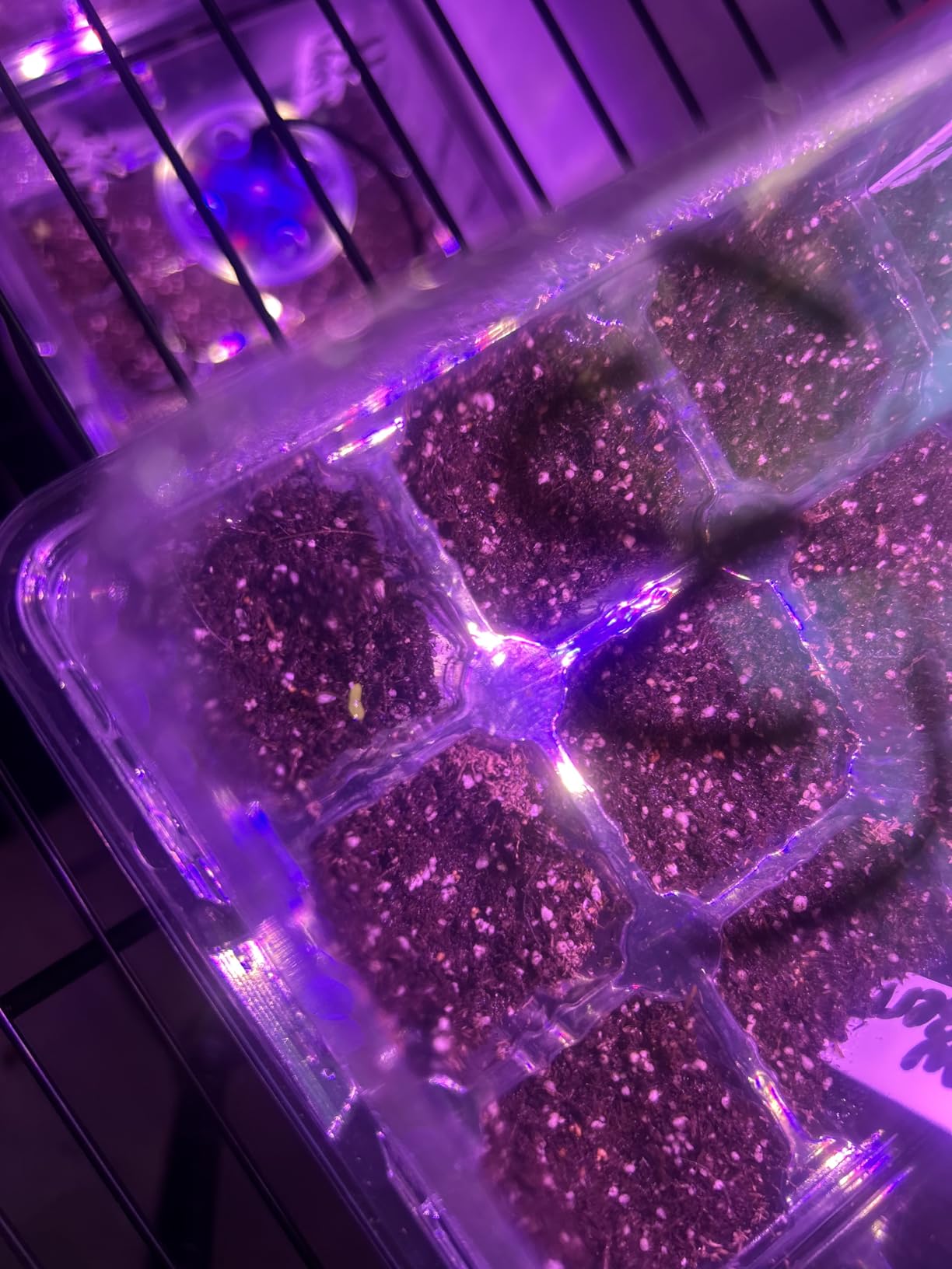Bonviee Seed Starter Trays with 12-LED Grow Lights, Green, 5 Pack | 5 Seed Starter Kits, 60 Cells, 12-LED Grow Light per Tray, Vented Humidity Domes, Drainage Holes, 1-to-5 USB Cable customer photo 2
